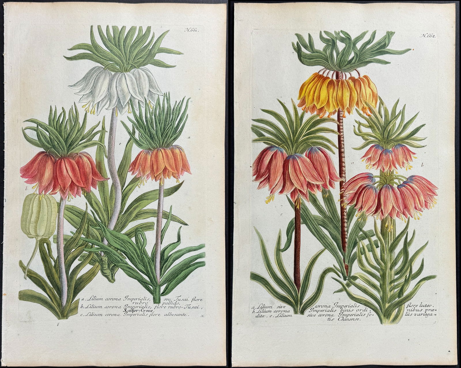Weinmann - Pair of Crown Imperial Lily Engravings (1 of 3)