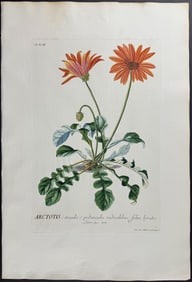 Trew & Ehret - African Daisy