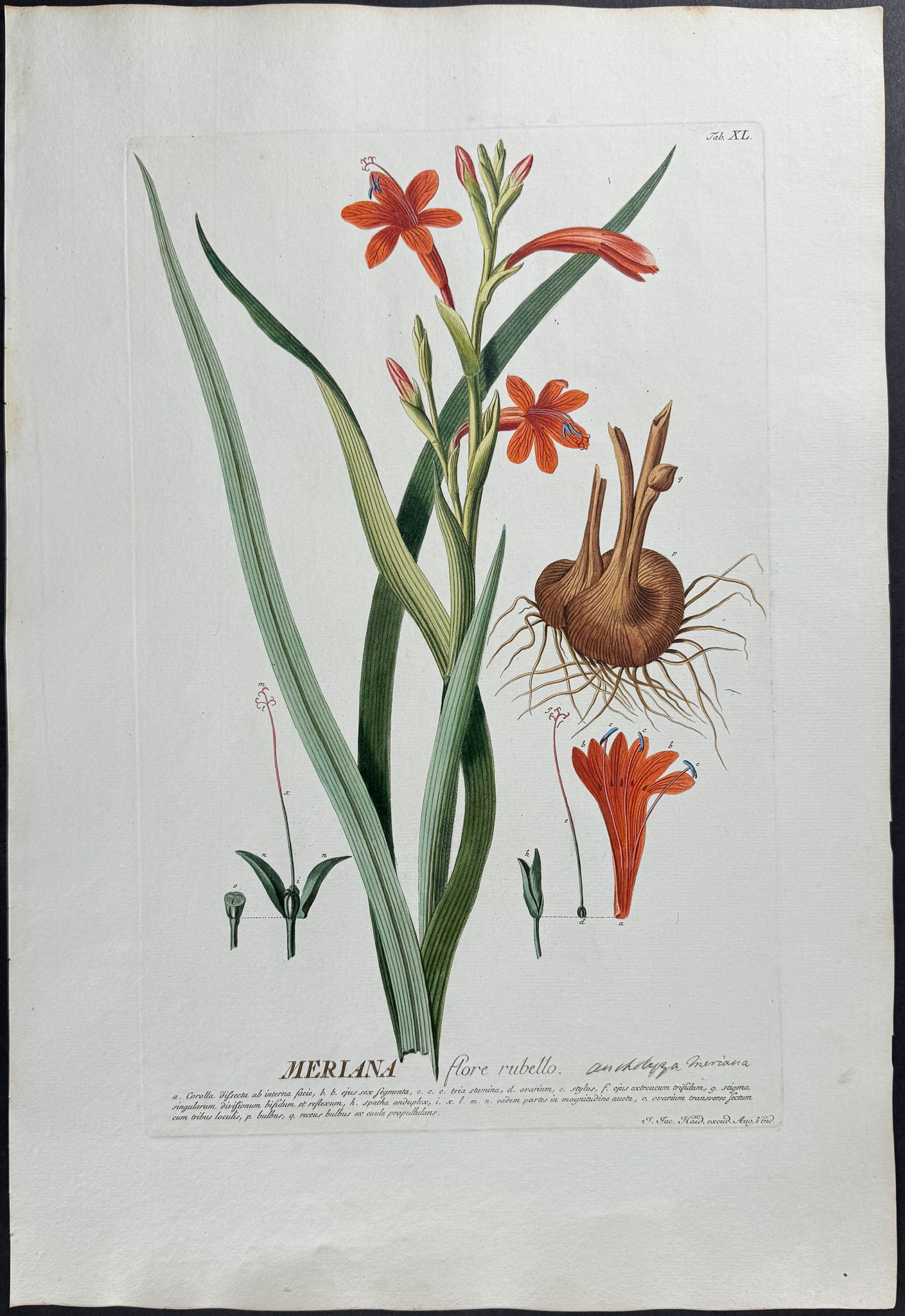 Trew & Ehret - Meriana (1 of 1)