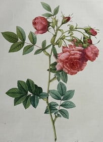 Redoute, Folio - Rose - Rosa rapa