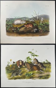 Audubon, Imperial Folio - 4 Lemming & Rat Lithographs