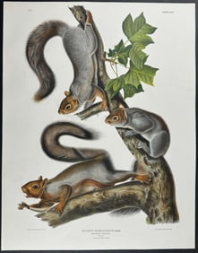 Audubon, Imperial Folio - Migratory Squirrel. 35