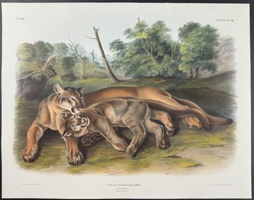 Audubon, Imperial Folio - The Cougar. 97