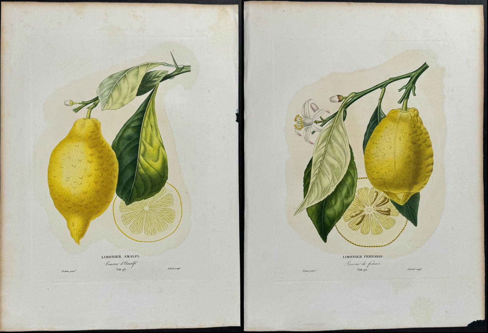 Risso - 6 Citrus Fruit Engravings (1 of 7)