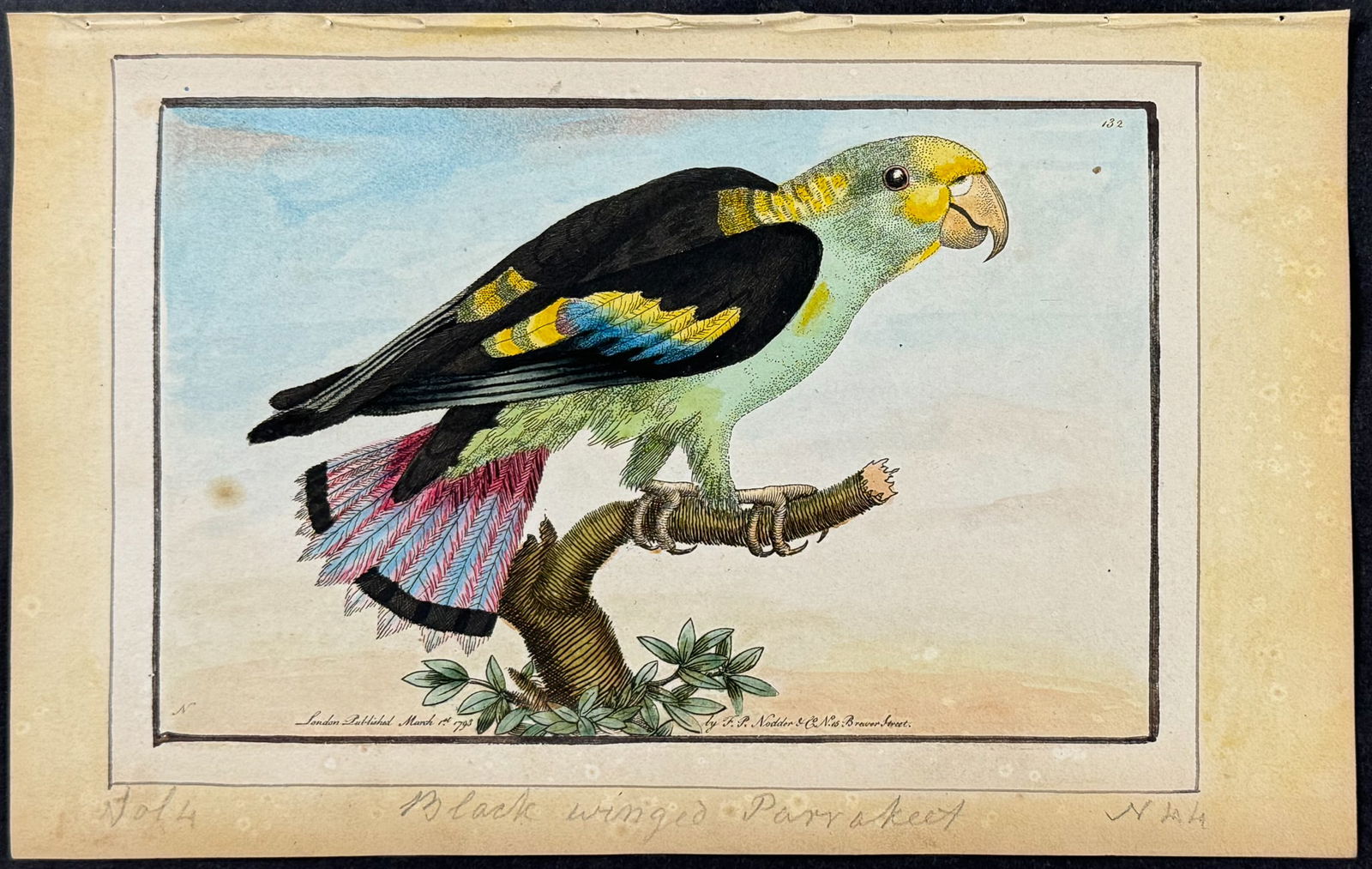 Nodder, Watercolor - Black-winged Parrakeet. 132 (1 of 1)