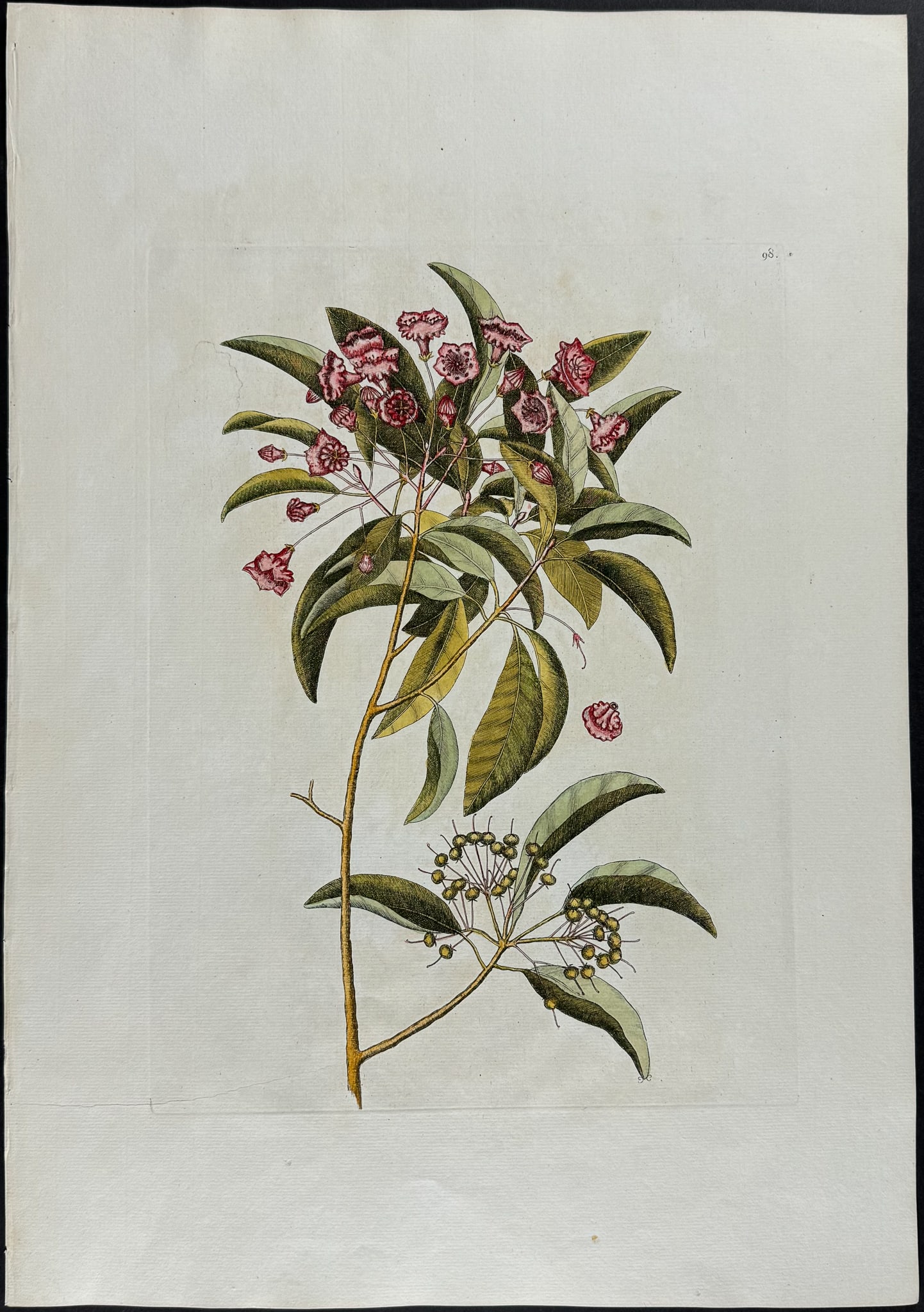 Catesby, Folio - Chamaedaphne (Mountain Laurel) with Pitch Apple. 2-98: We are pleased to offer this stunning originally hand-colored engraving from Mark Catesby?s The Natural History of Carolina, Florida and the Bahama Islands: Containing the Figures of Birds, Beasts, Fi