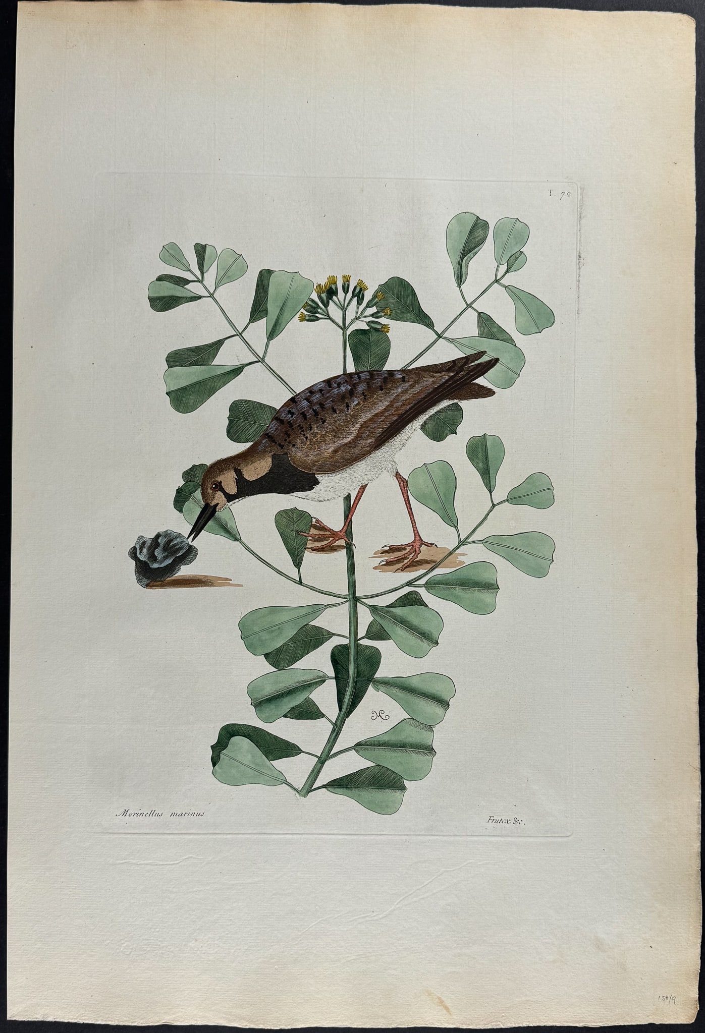 Catesby, Folio - Turn Stone or Sea Dottrel. 1-72: We are pleased to offer this stunning originally hand-colored engraving from Mark Catesby?s The Natural History of Carolina, Florida and the Bahama Islands: Containing the Figures of Birds, Beasts, Fi