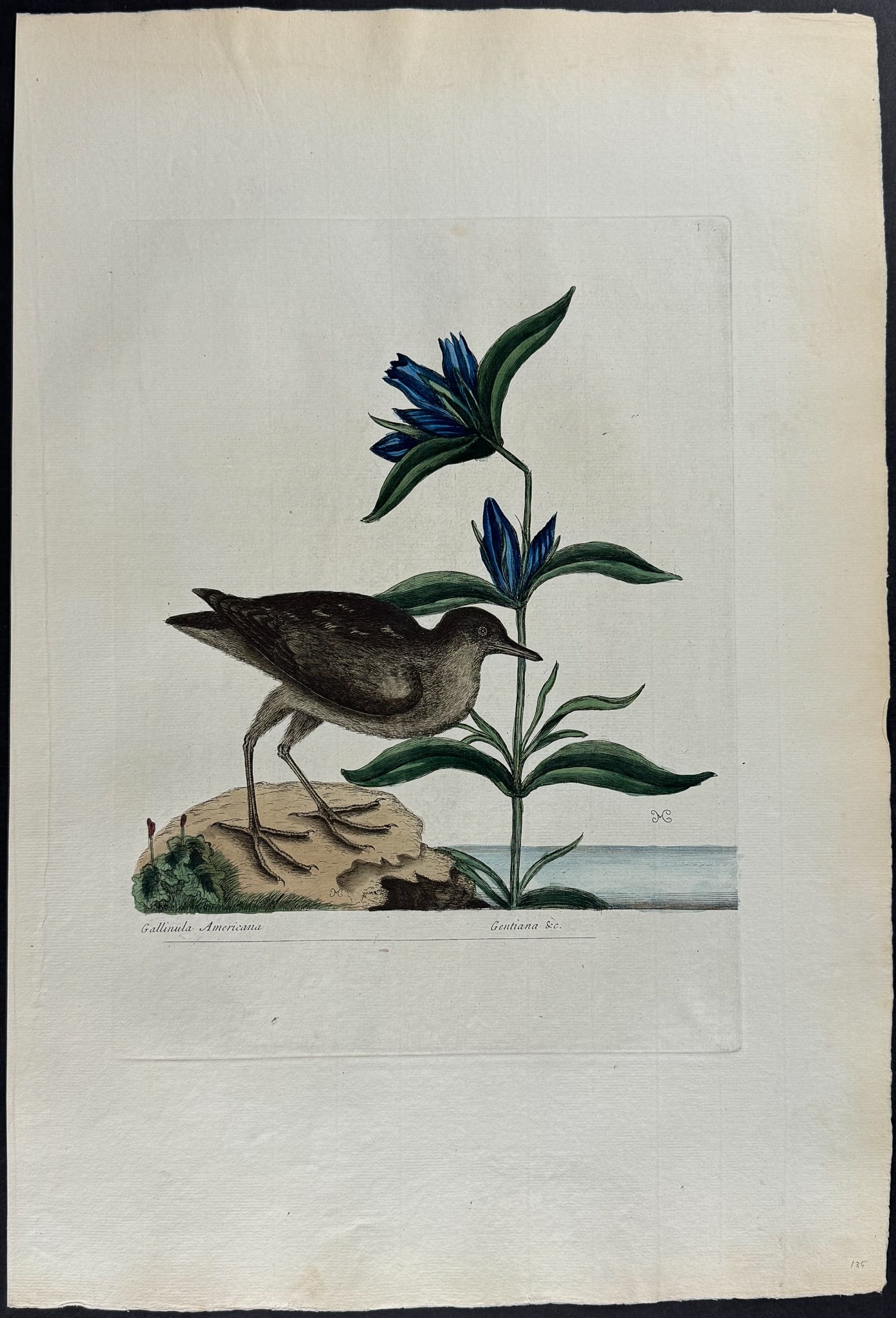 Catesby, Folio - Soree & Gentian. 1-70: We are pleased to offer this stunning originally hand-colored engraving from Mark Catesby?s The Natural History of Carolina, Florida and the Bahama Islands: Containing the Figures of Birds, Beasts, Fi