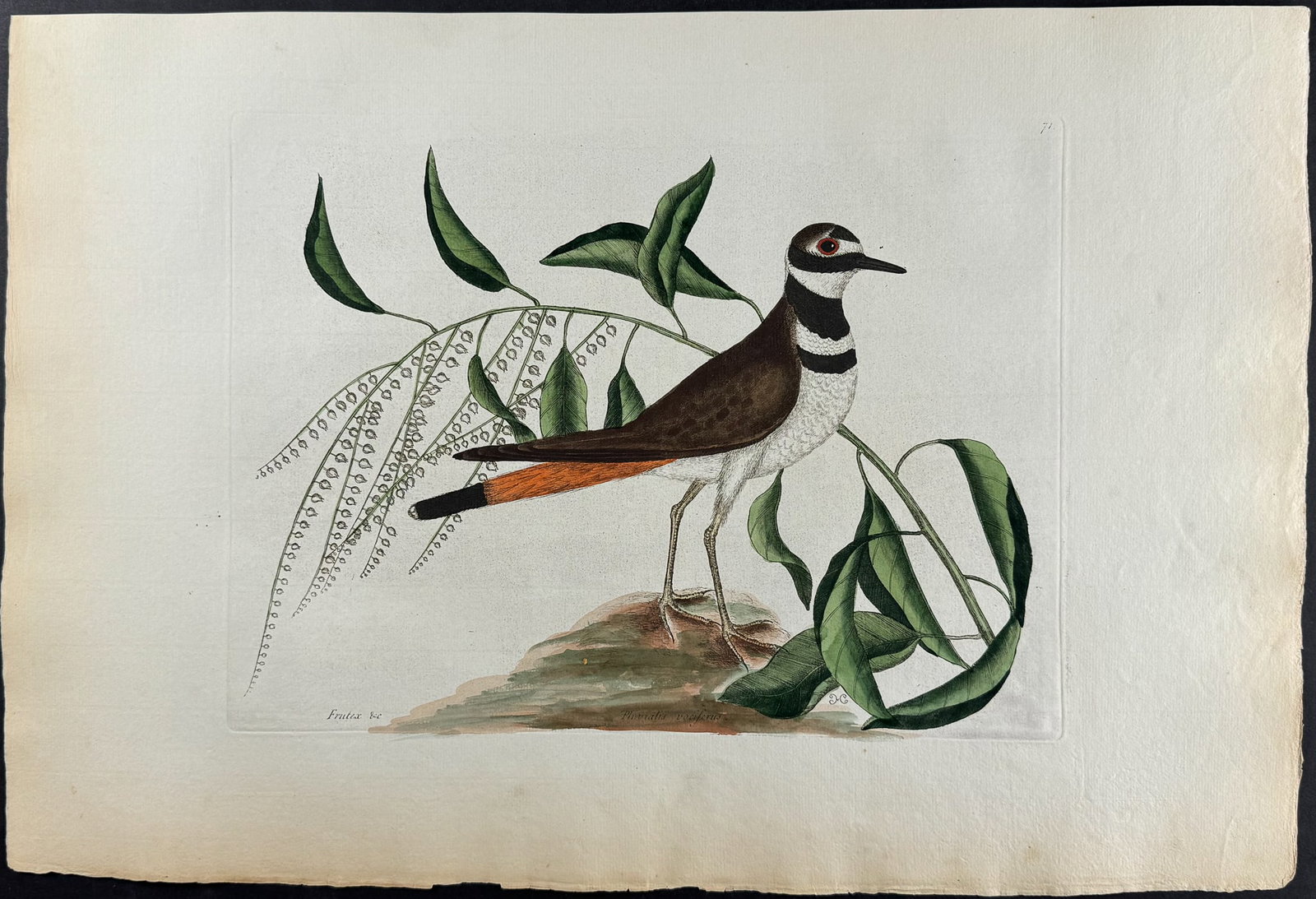 Catesby, Folio - Chattering Plover with Sorrel Tree. 1-71: We are pleased to offer this stunning originally hand-colored engraving from Mark Catesby?s The Natural History of Carolina, Florida and the Bahama Islands: Containing the Figures of Birds, Beasts, Fi