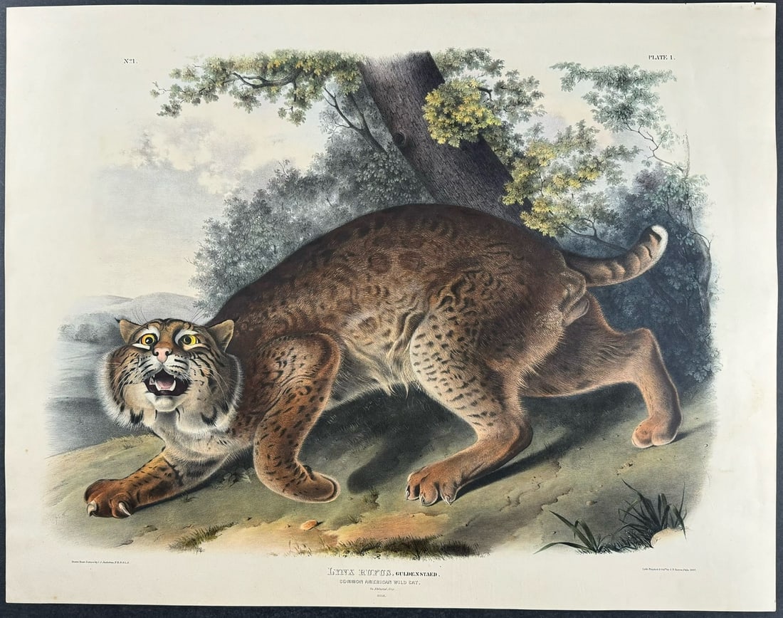Audubon, Imperial Folio - Common American Wild Cat. 1 (1 of 2)