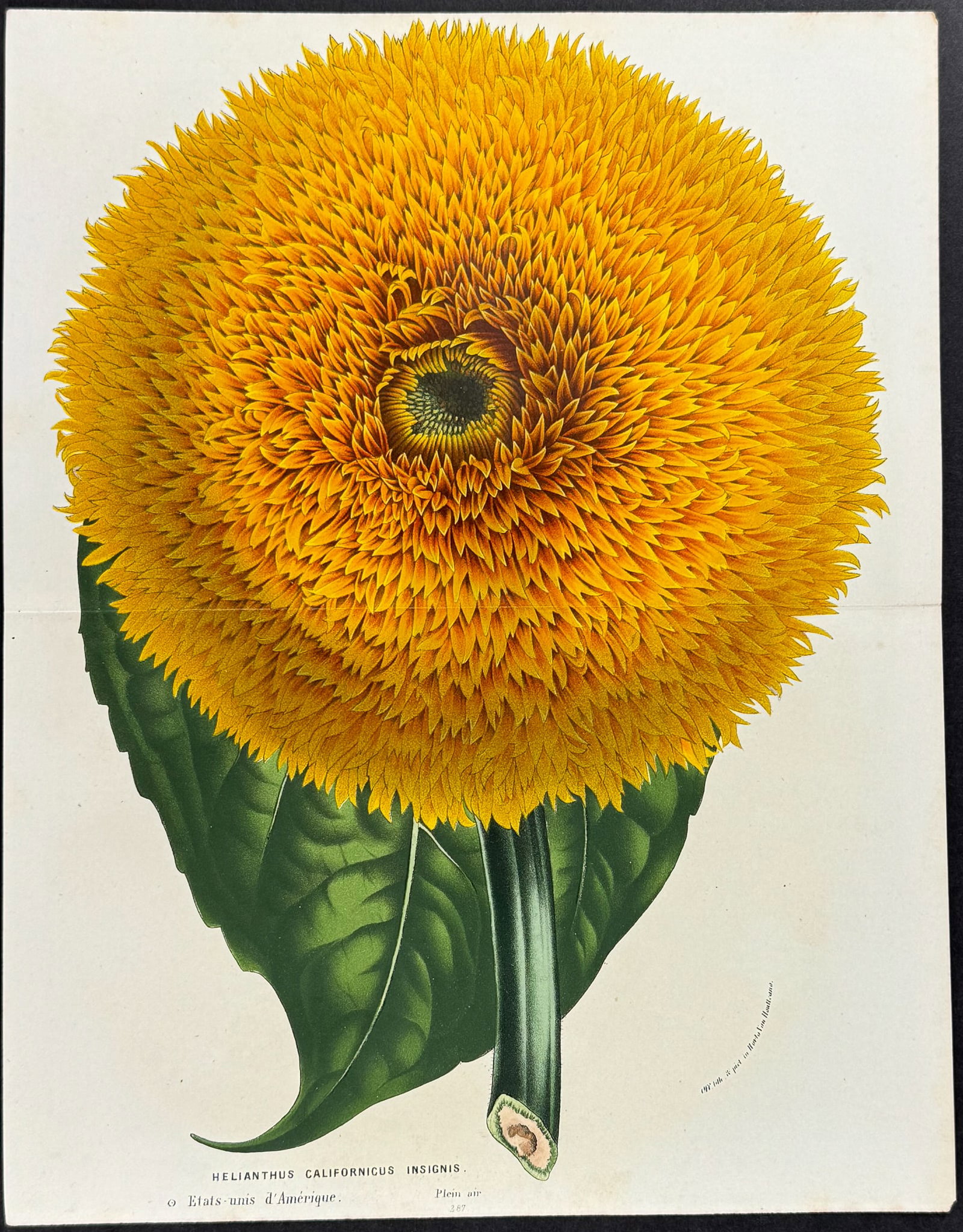 Van Houtte - California Sunflower (1 of 1)