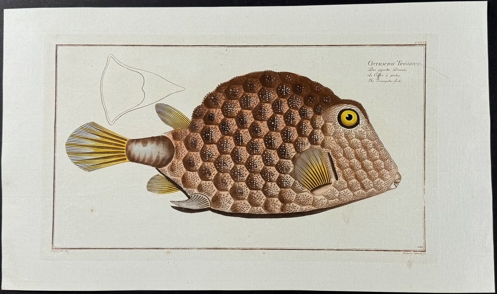 Bloch, Folio - Triangular-Fish; Ostracion Trigonus. 135 (1 of 1)