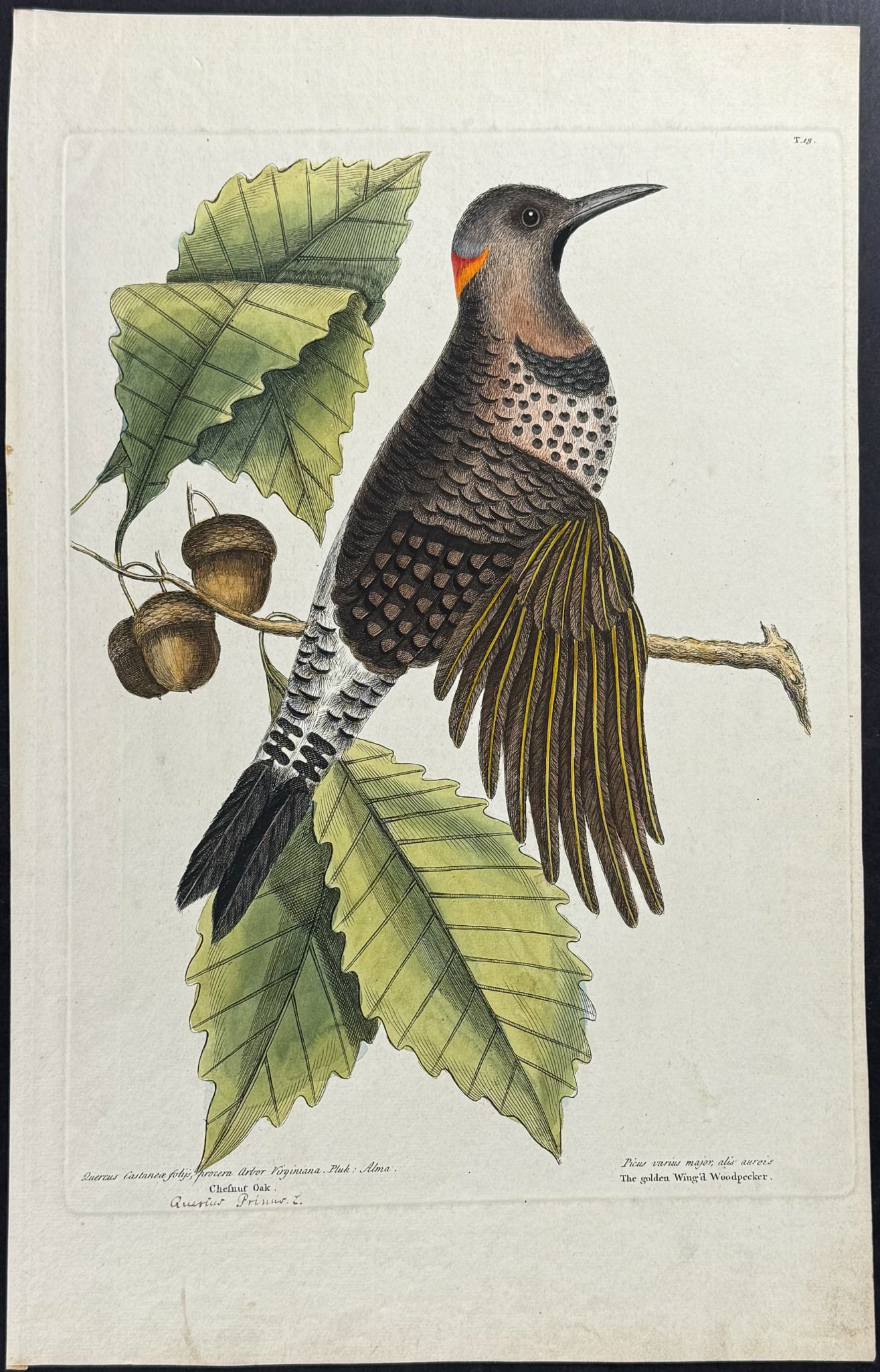Catesby, Folio, First Edition - The Golden Wing'd Woodpecker. 18: We are pleased to offer this folio engraving from Mark Catesby?s The Natural History of Carolina, Florida and the Bahama Islands: Containing the Figures of Birds, Beasts, Fishes, Serpents, Insects, an