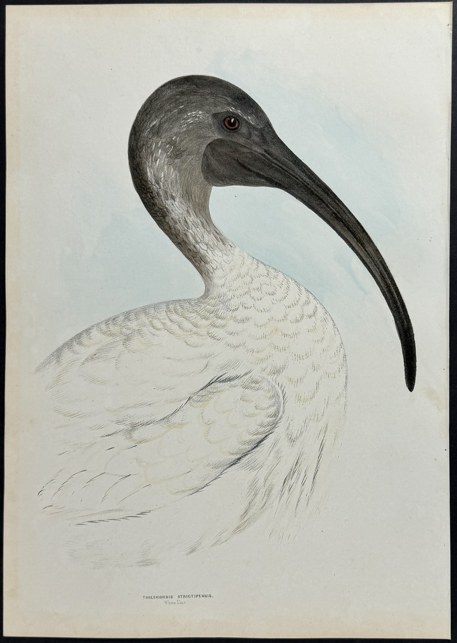 Diggles, Australia - White Ibis (1 of 1)