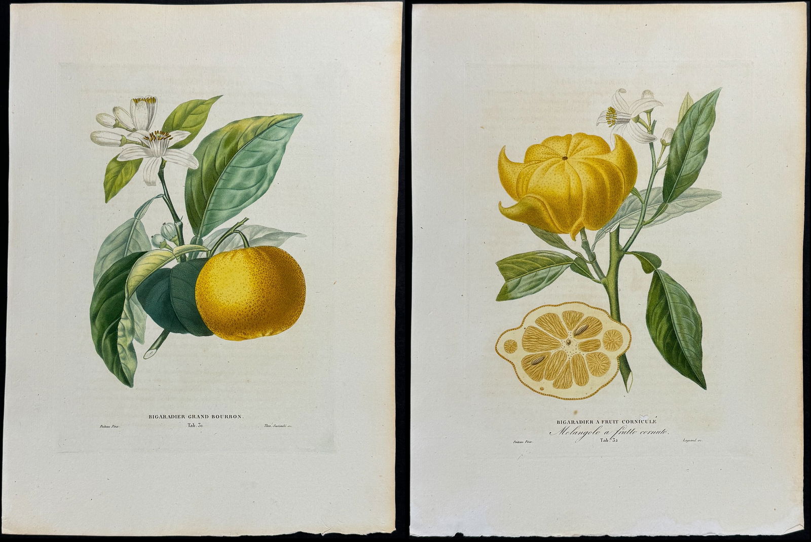 Risso - Pair of Citrus Fruit Engravings (1 of 3)