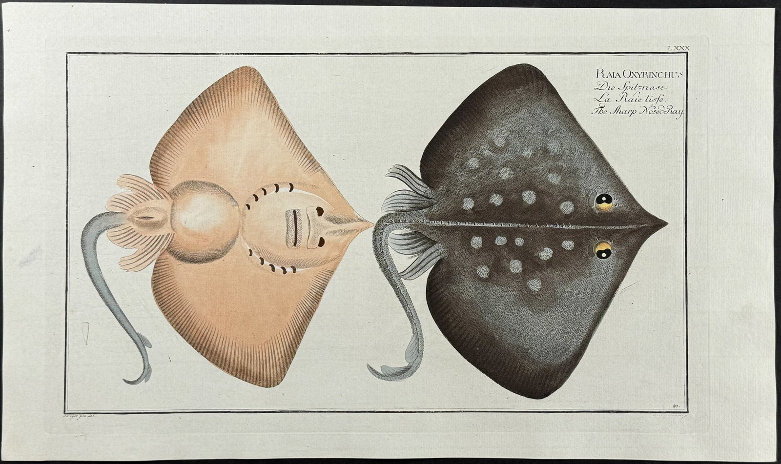 Bloch, Folio - Sharp Nosed Ray; Raia Oxyrinchus. 80: This striking, originally hand-colored folio engraving is from Marcus Elieser Bloch?s Ichthyologie, ou Histoire Naturelle Generale et Particuliere des Poissons. The work was published in Berlin by the