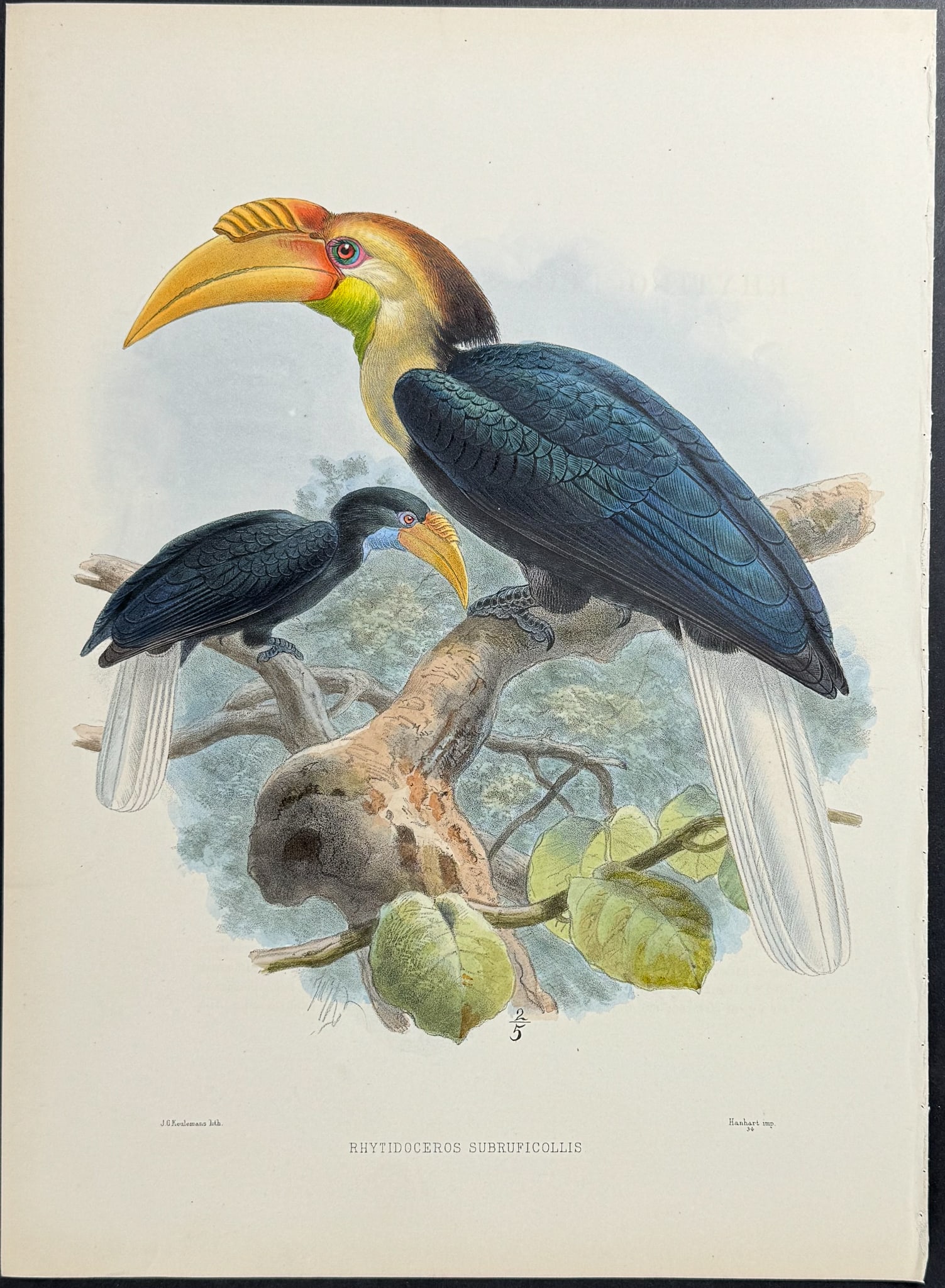 Elliot & Keulemans - Blyth's Wreathed Hornbill: This lush folio lithograph is from Daniel Giraud Elliot's A Monograph of the Bucerotidae, or Family of the Hornbills. The work was published in New York by Taylor & Francis of London between 1877 and