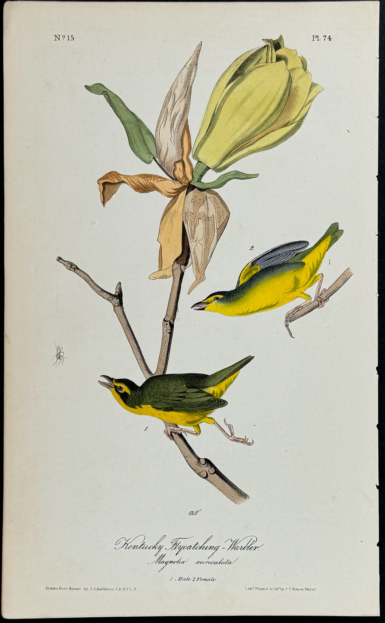 Audubon - Kentucky Flycatching-Warbler. 74: This hand-colored lithograph comes from John James Audubon's first octavo edition of Birds of America published from 1840 to 1844. The work was completed under the direct supervision of J. J. Audubon.