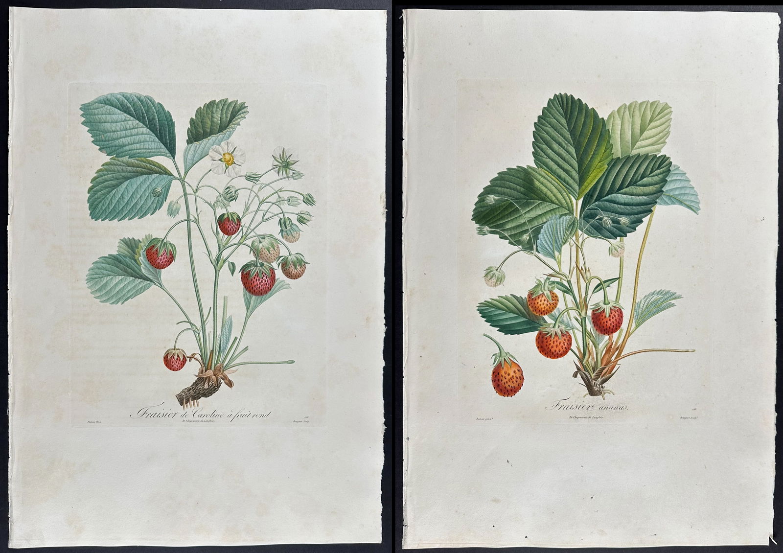 Poiteau & Turpin - Pair of Strawberry Engravings (1 of 3)