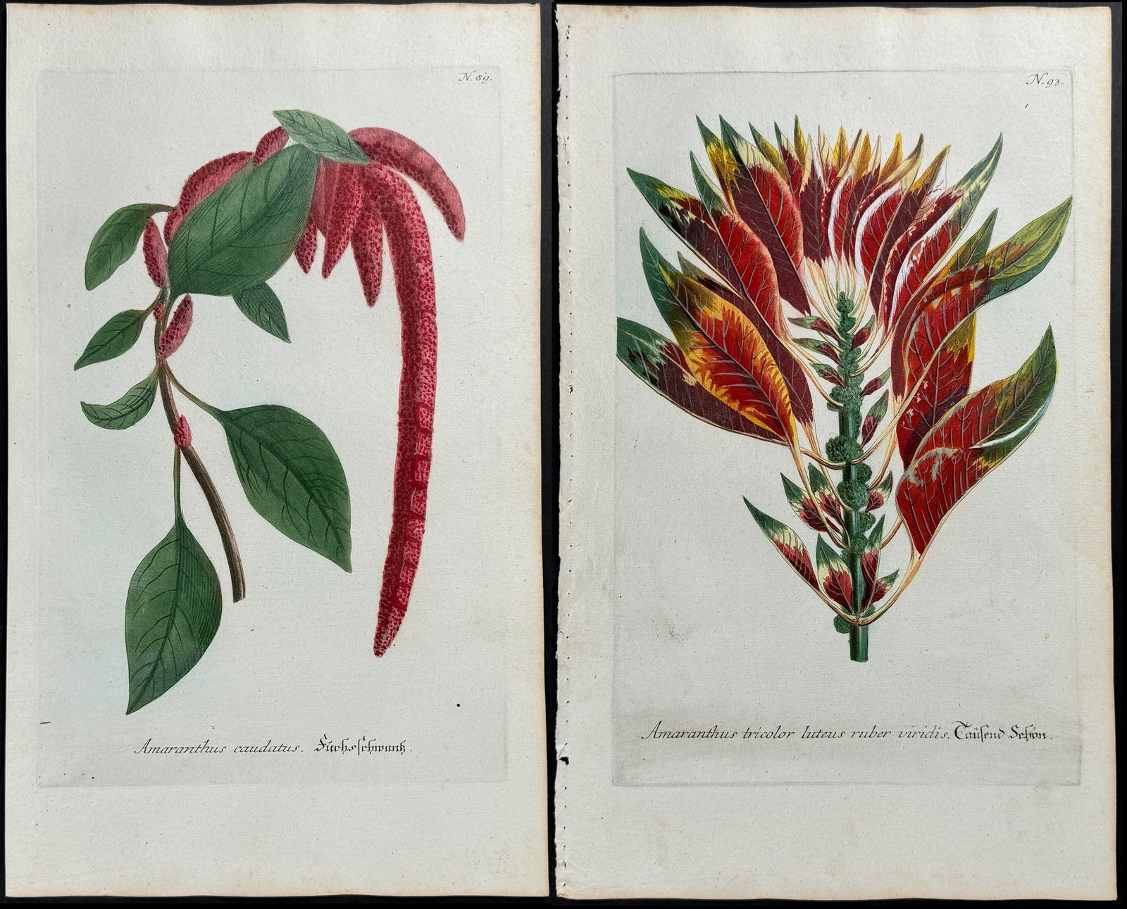 Weinmann - 11 Amaranth Engravings (1 of 12)