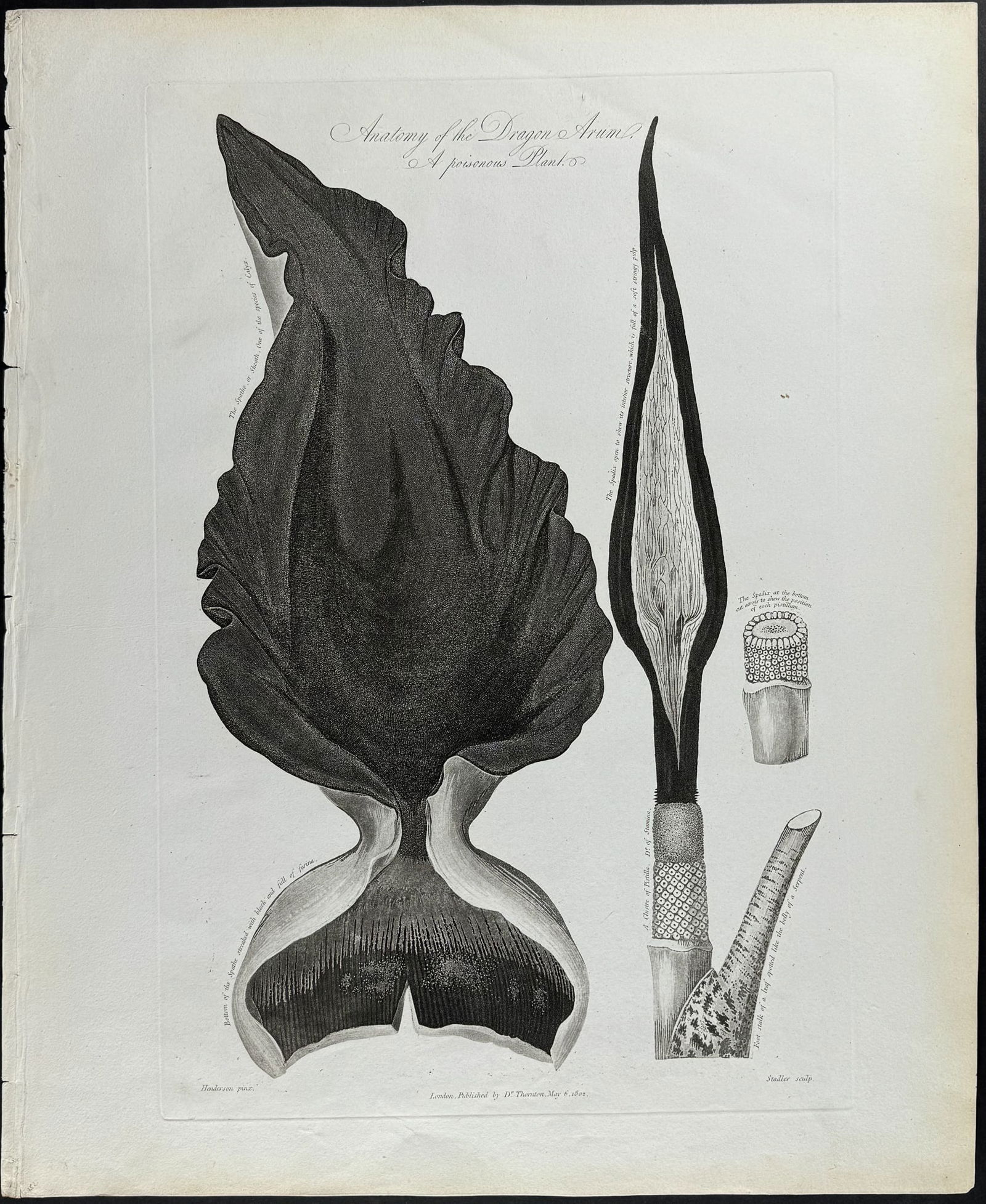Thornton, Folio - Anatomy of the Dragon Arum, A Poisonous Plant: This stunning large folio botanical engraving is from Dr. Robert John Thornton?s work New Illustration of the Sexual System of Carolus Von Linnaeus.... This was the first edition of the work published