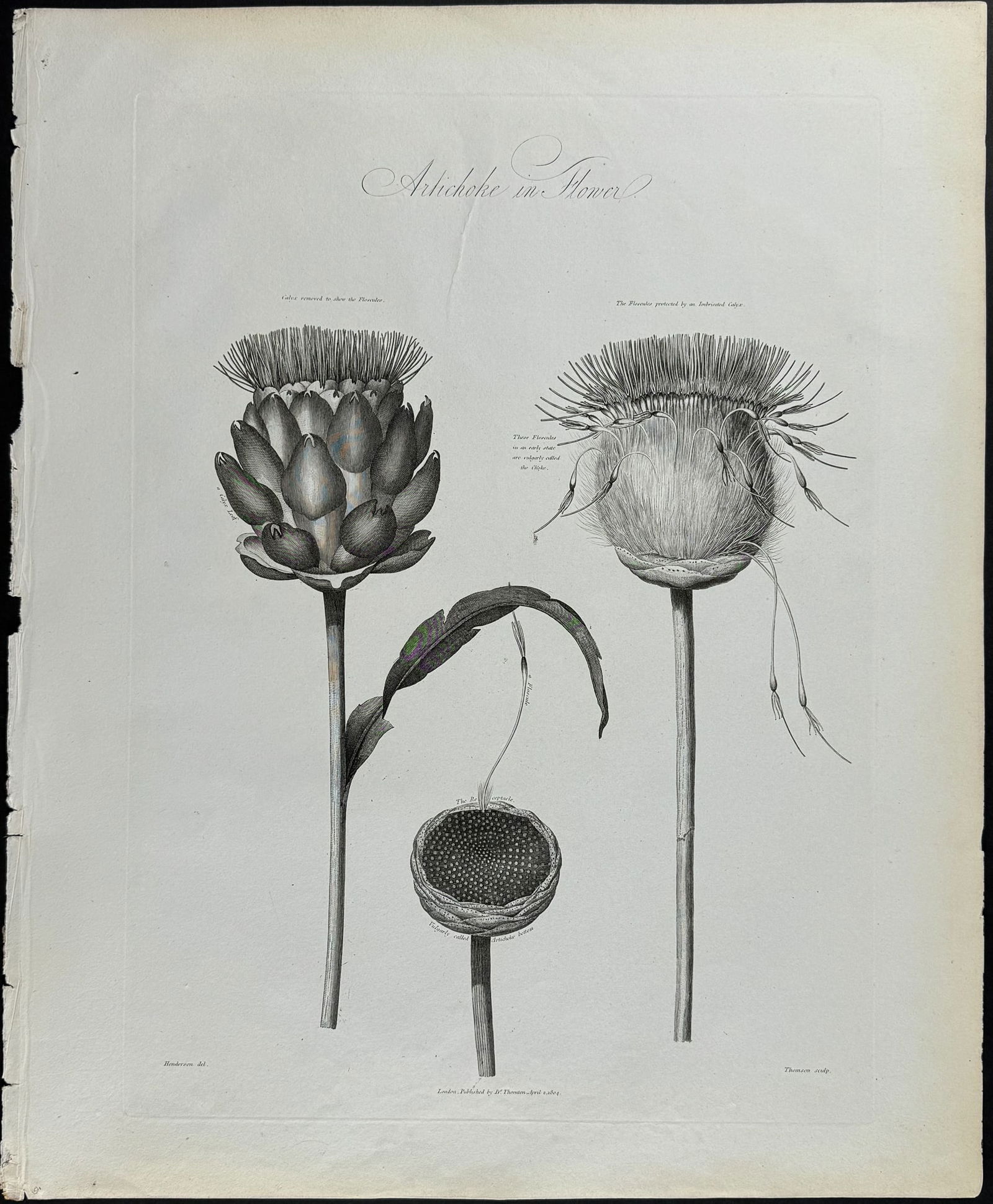 Thornton, Folio - Artichoke in Flower: This stunning large folio botanical engraving is from Dr. Robert John Thornton?s work New Illustration of the Sexual System of Carolus Von Linnaeus.... This was the first edition of the work published