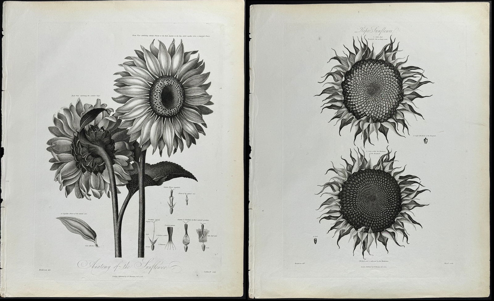 Thornton, Folio - Pair of Sunflower Engravings: This stunning large folio botanical engraving is from Dr. Robert John Thornton?s work New Illustration of the Sexual System of Carolus Von Linnaeus.... This was the first edition of the work published