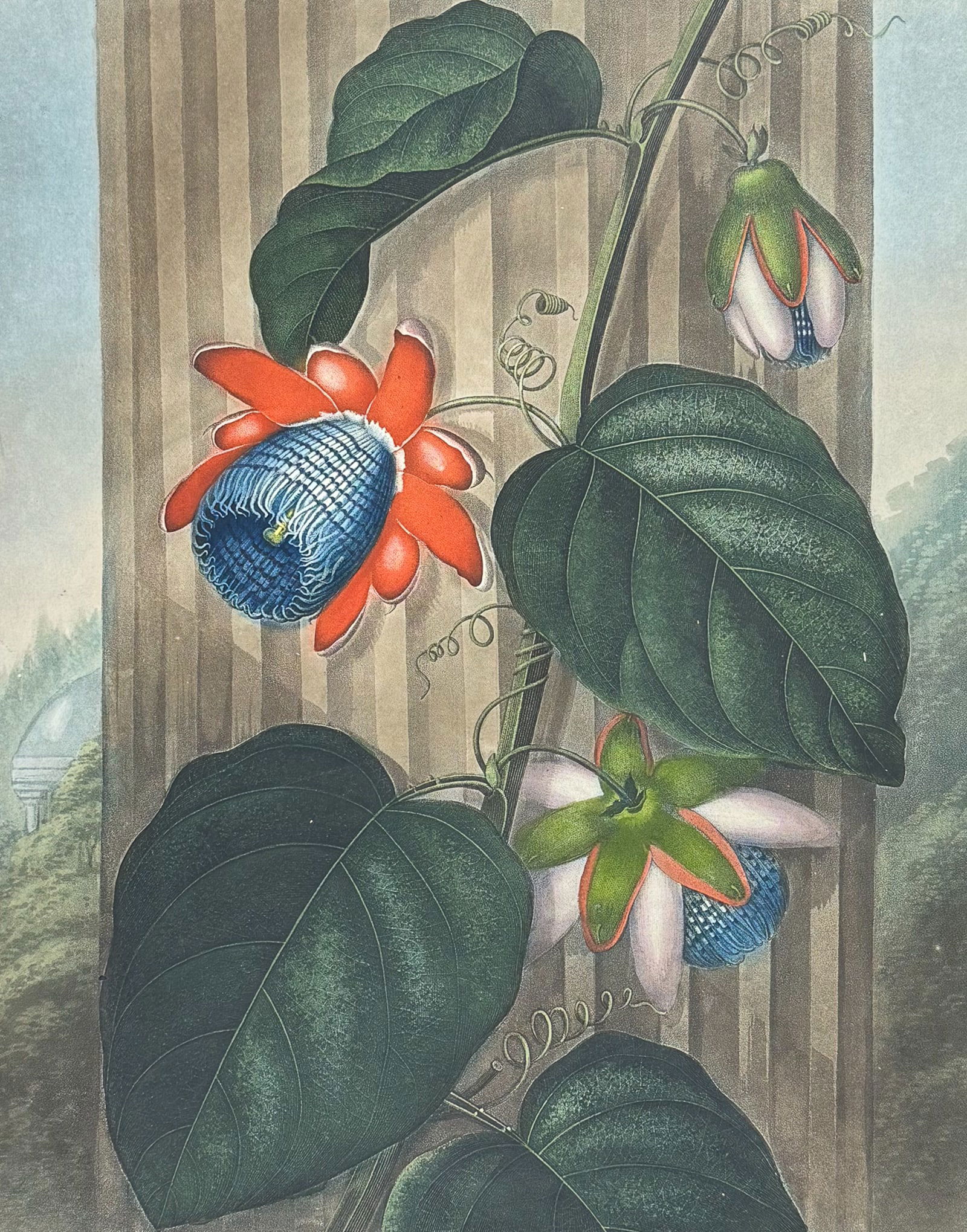 Thornton, Folio - Winged Passion Flower (1 of 2)
