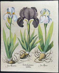Besler - Iris: This splendid folio botanical engraving is from Basilius Besler's rare and highly sought after work Hortus Eystettensis, sive Diligens et accurata omnium Plantarum, Florum, Stirpium, ex variis orbis t