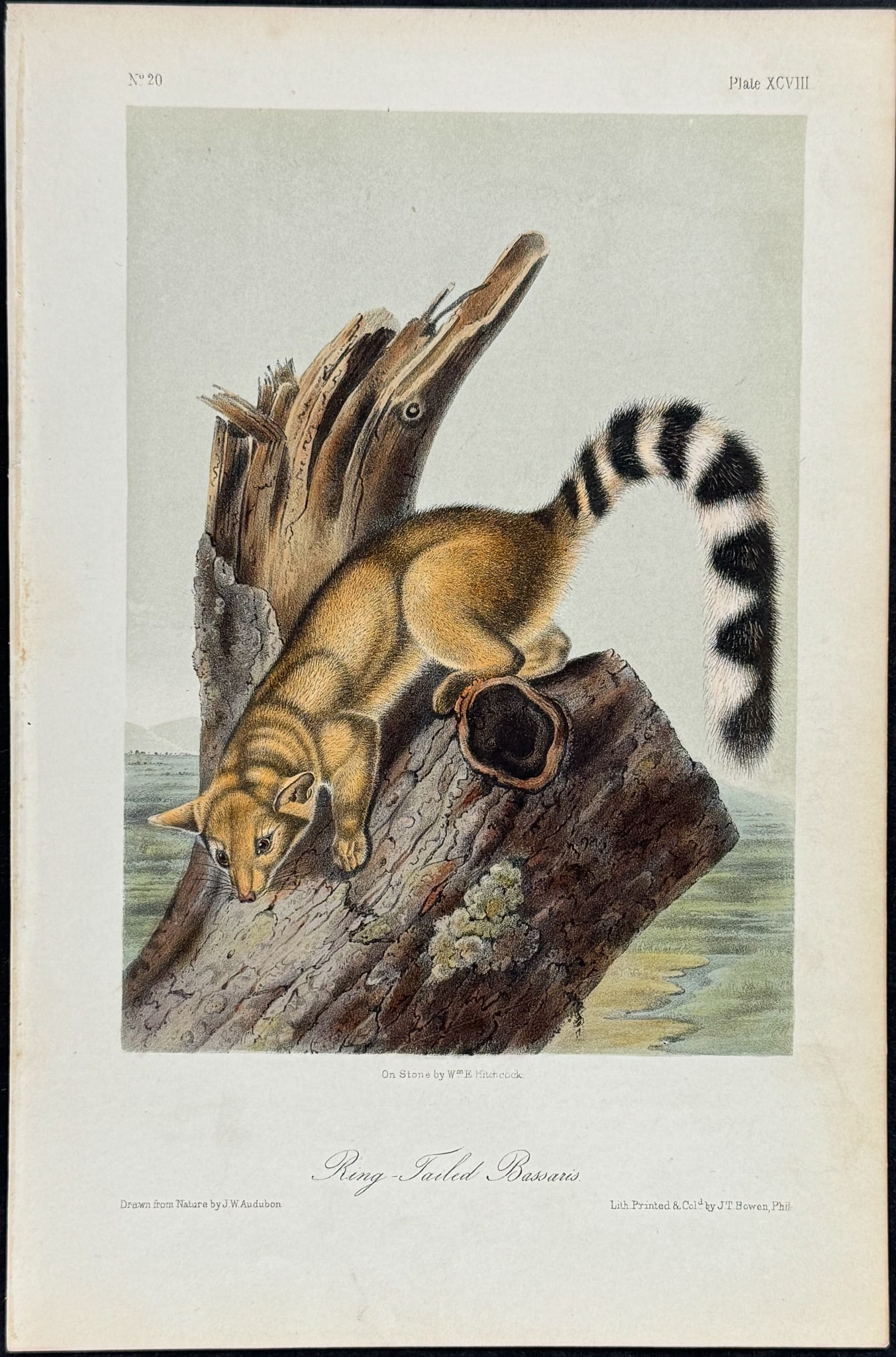 Audubon - Ring-tailed Bassaris. 98: This octavo lithograph is from John James Audubon's The Quadrupeds of North America. The work was published in New York in 1854. Quadrupeds was Audubon's final great natural history work. His animal d