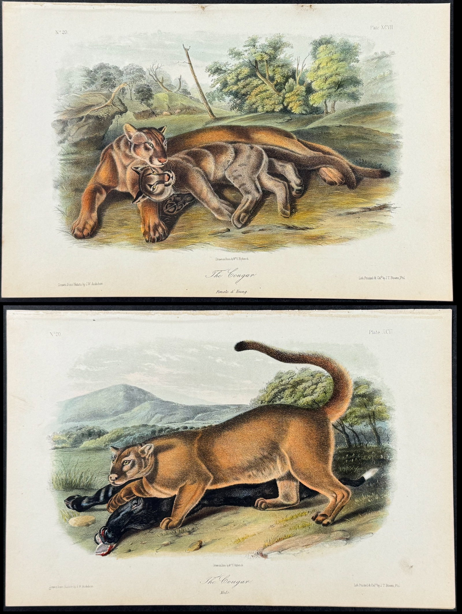 Audubon - Pair of Lithographs: The Cougar (1 of 3)