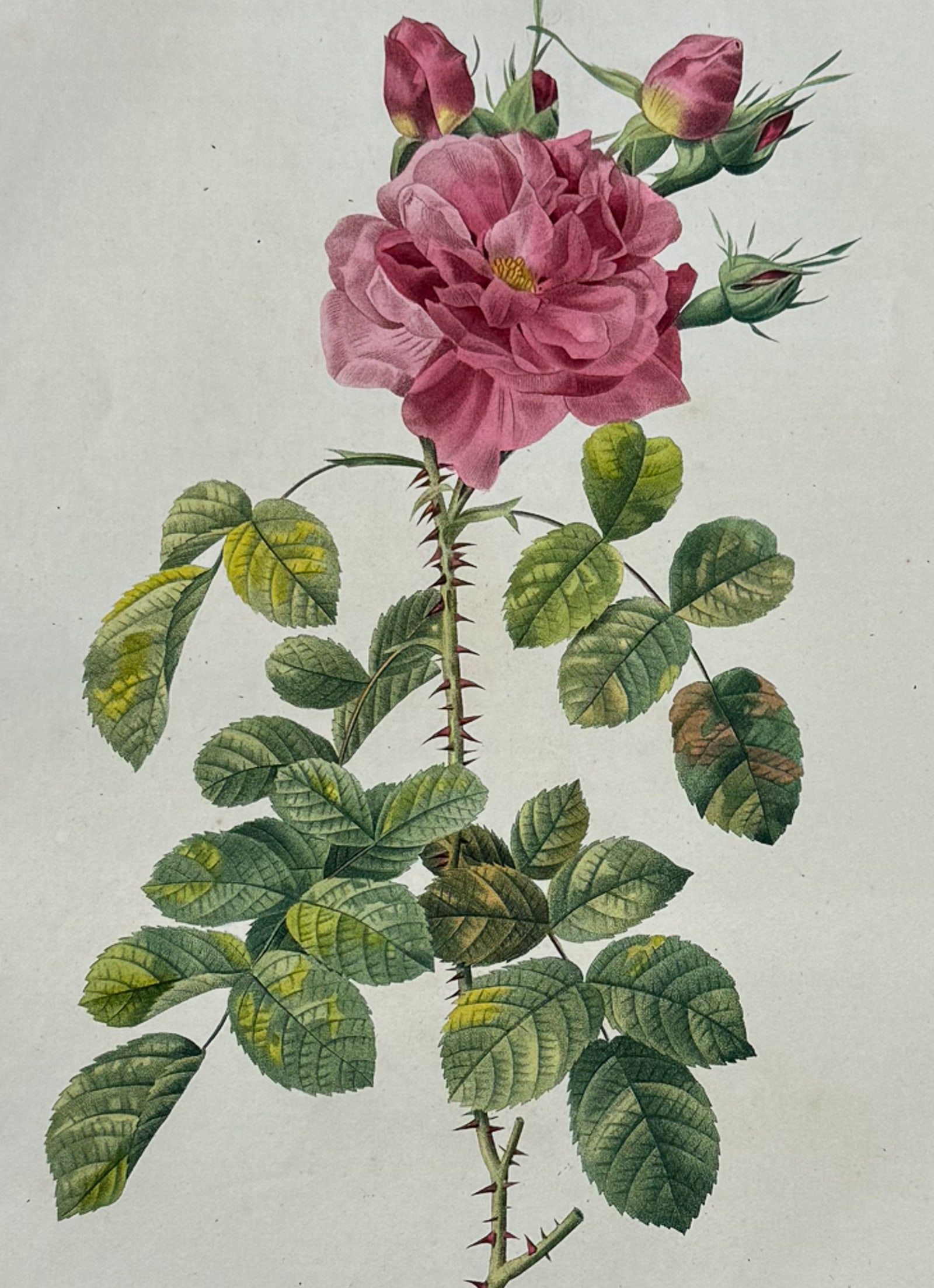 Redoute, Folio - Rose - Rosa bifera variegata (1 of 2)
