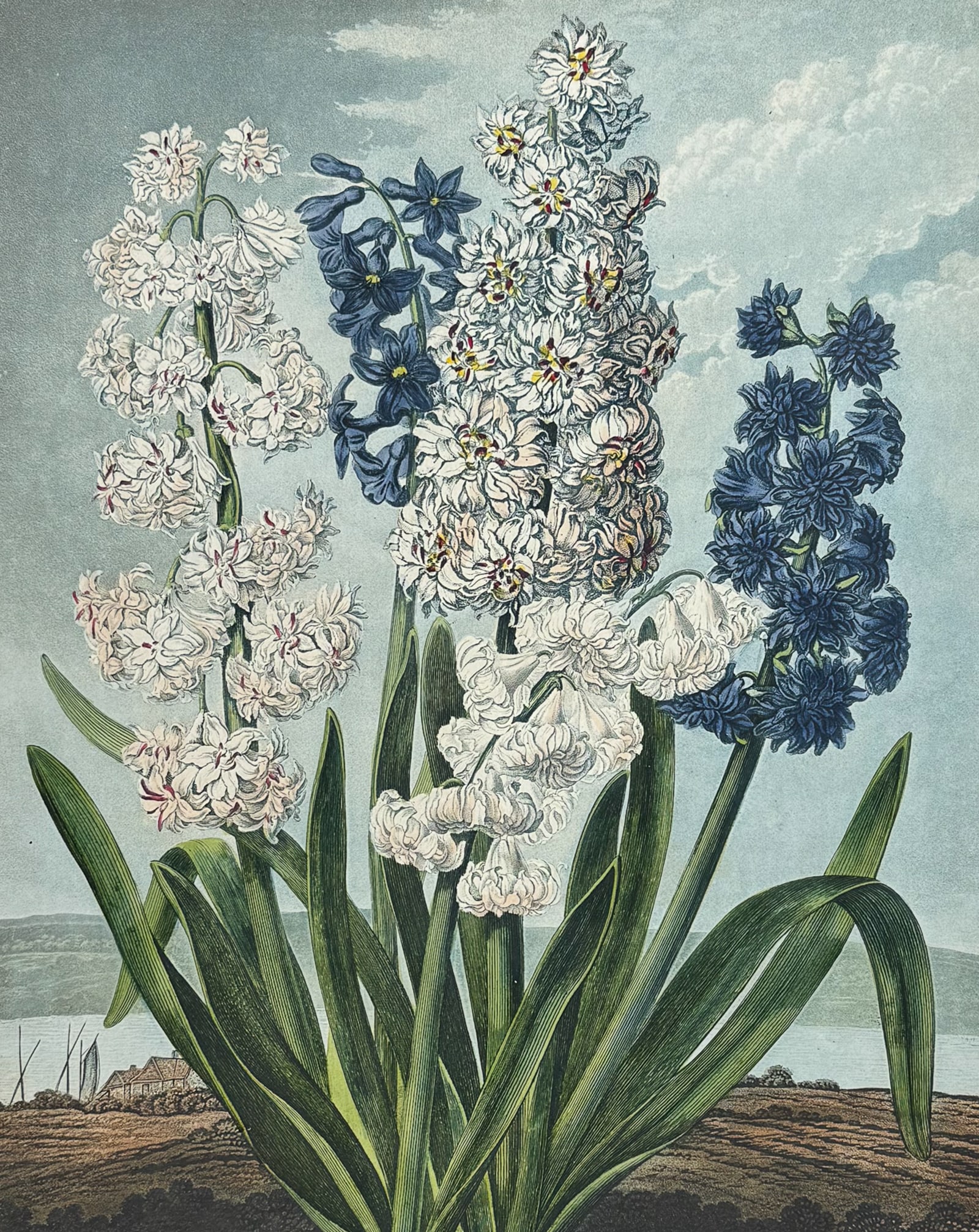 Thornton, Folio - Hyacinths: This dramatic large folio botanical engraving is from Dr. Robert John Thornton?s work New Illustration of the Sexual System of Carolus Von Linnaeus...and the Temple of Flora, or Garden of Nature. This