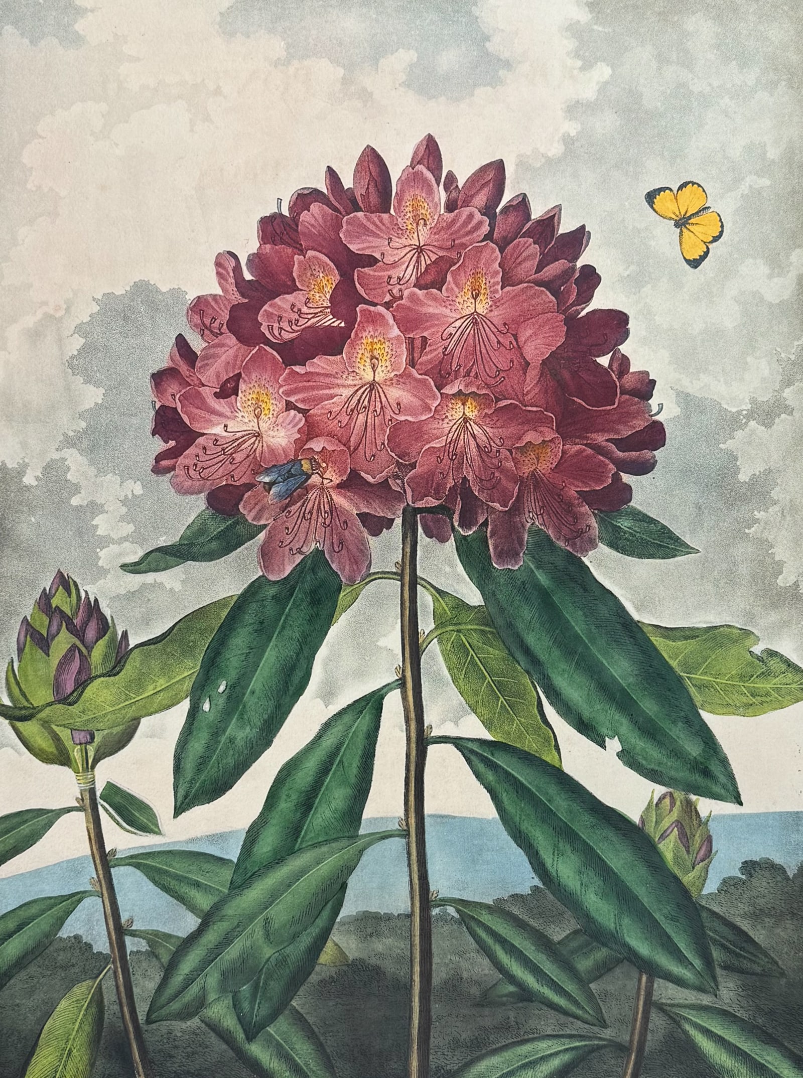 Thornton, Folio - The Pontic Rhododendron: This dramatic large folio botanical engraving is from Dr. Robert John Thornton?s work New Illustration of the Sexual System of Carolus Von Linnaeus...and the Temple of Flora, or Garden of Nature. This