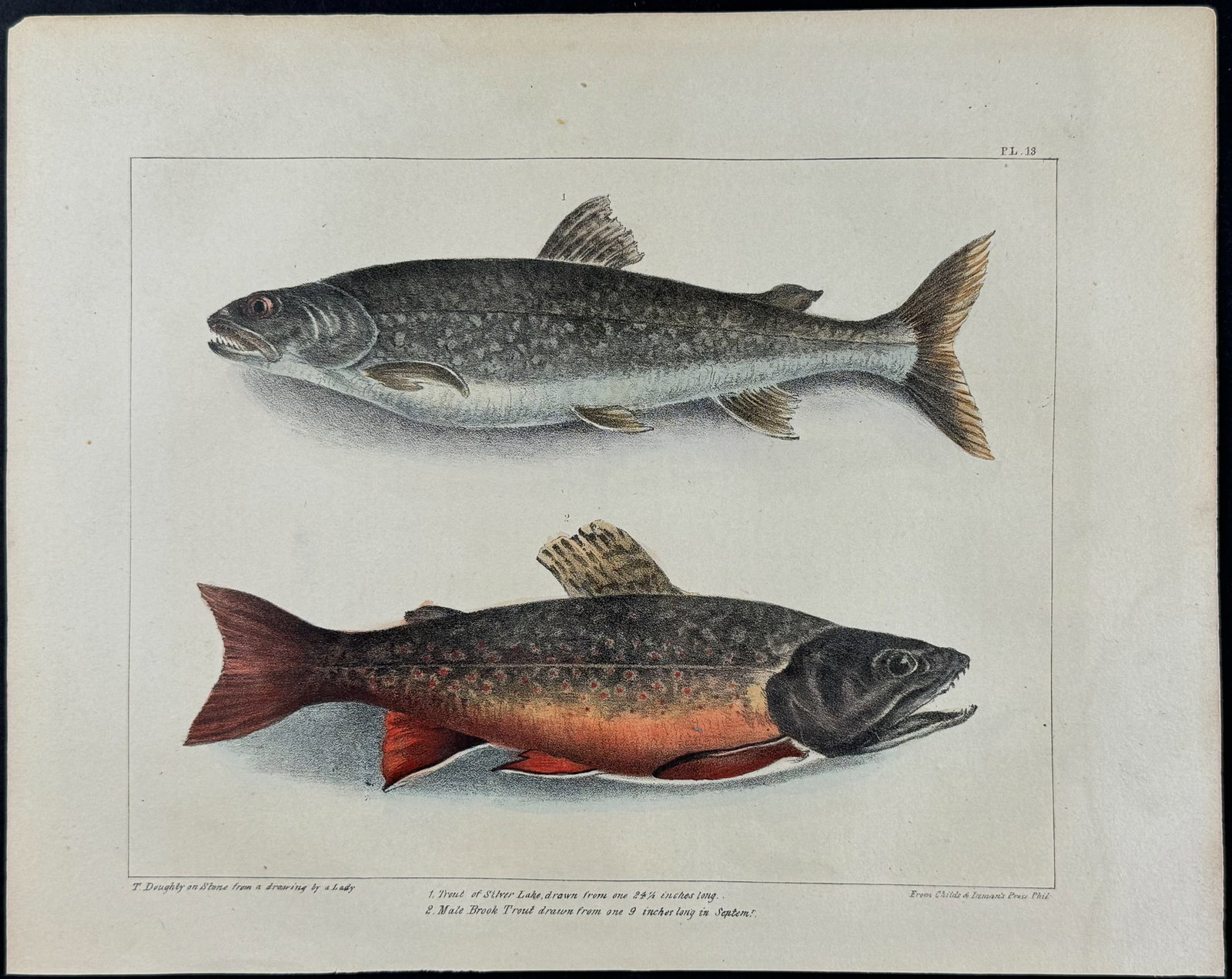 Doughty - Trout Fish (1 of 1)