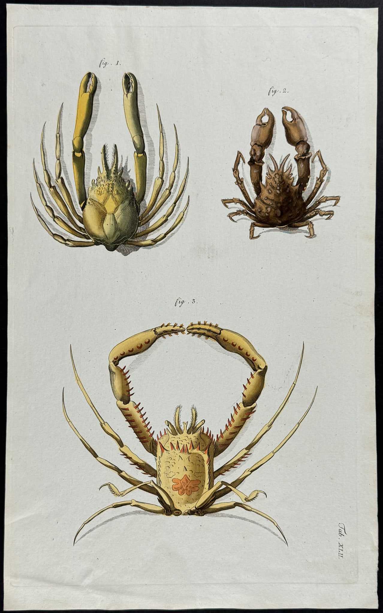 Herbst - Crabs. 42 (1 of 1)