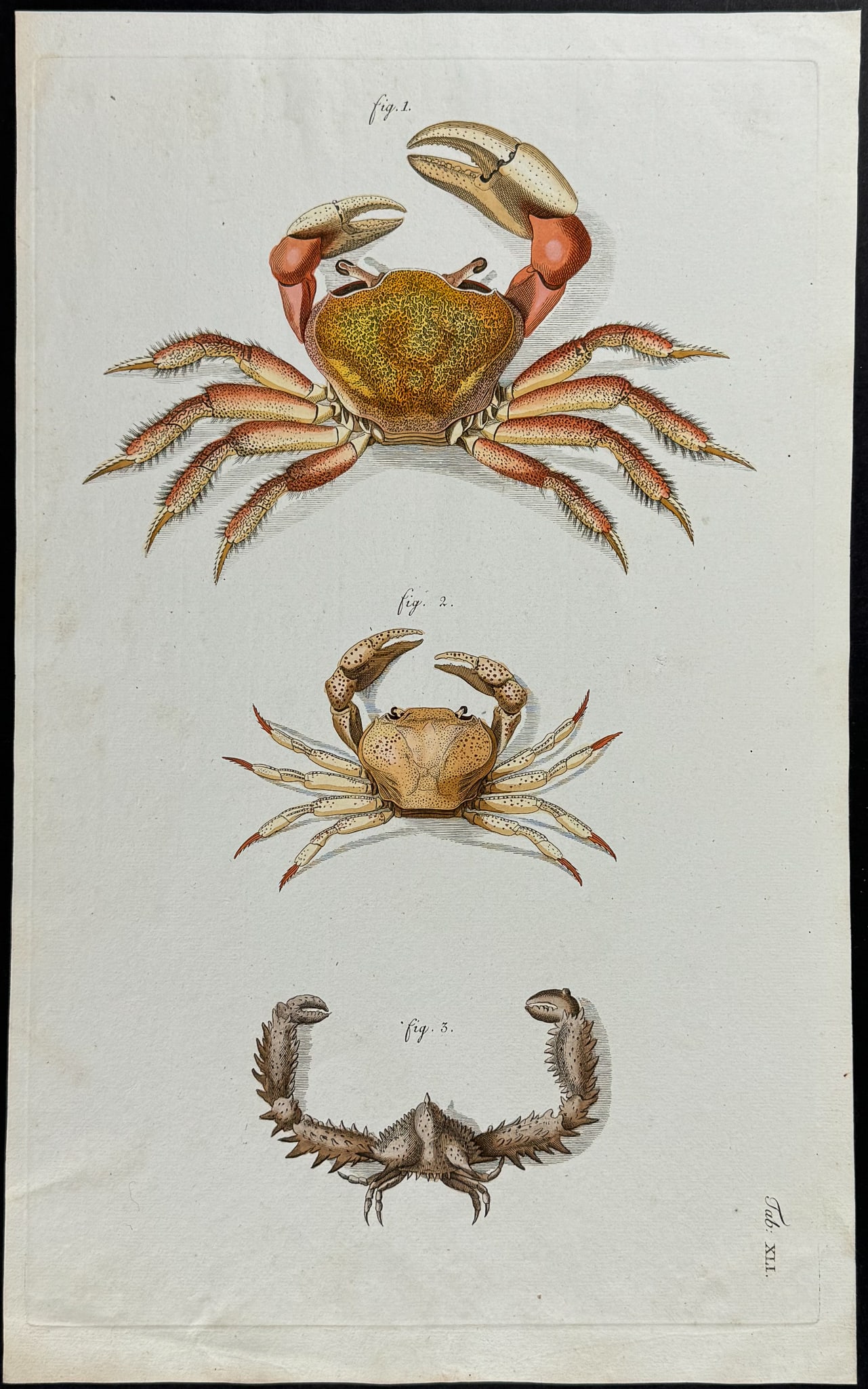 Herbst - Crabs. 41 (1 of 1)