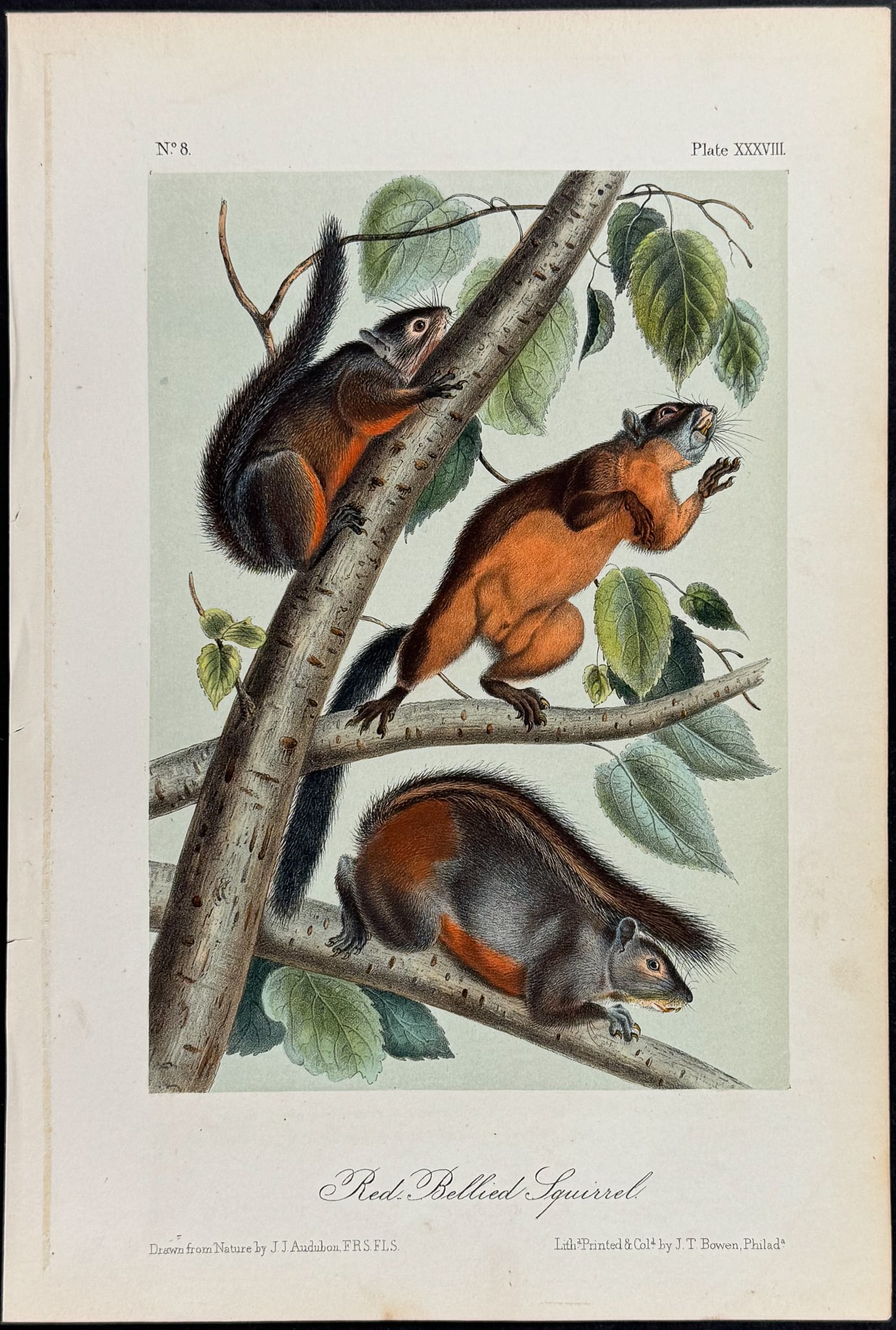 Audubon - Red-bellied Squirrel. 38 (1 of 1)