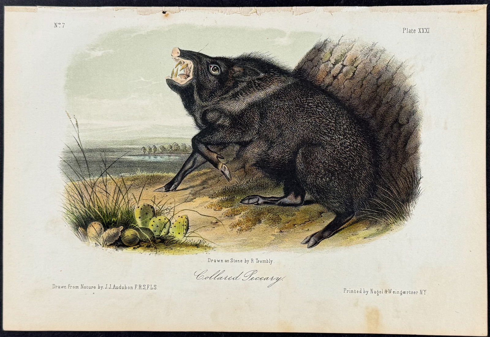Audubon - Collared Peccary. 31 (1 of 1)