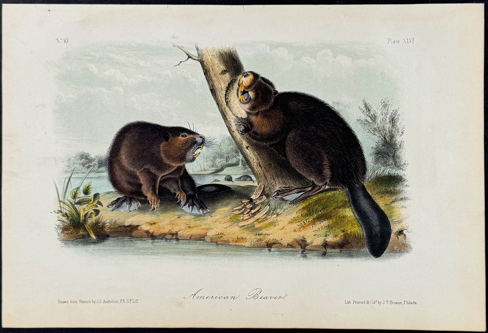Audubon - American Beaver. 46 (1 of 1)