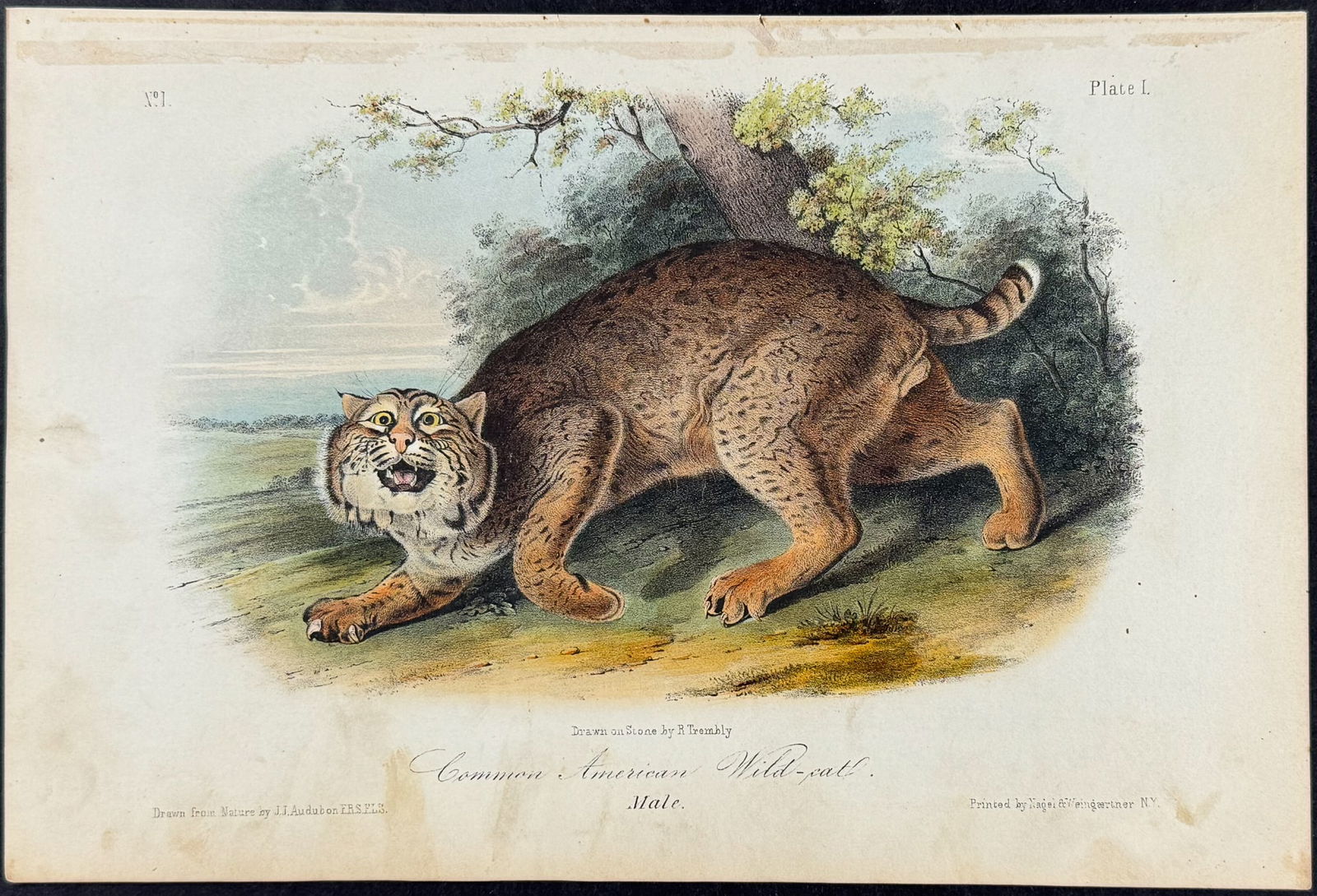 Audubon - Common American Wild-Cat. 1 (1 of 1)