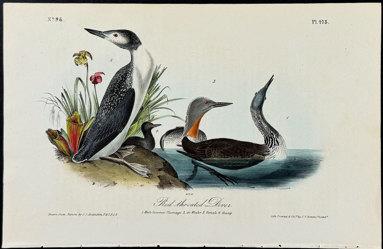 Audubon - Red-throated Diver. 478 (1 of 1)