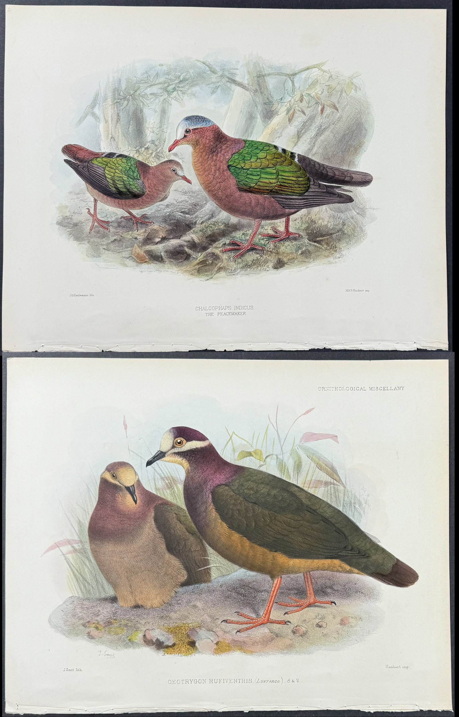Rowley - 4 Dove or Pigeon Lithographs: Included in this lot: The Peacemaker or Emerald Dove (Chalcophaps Indicus) Dove or Pigeon (Chloraenas Subvinacea) Quail-Dove (Geotrygon Rufiventris) Grey-chested Dove (Leptoptila Cassini) Description 