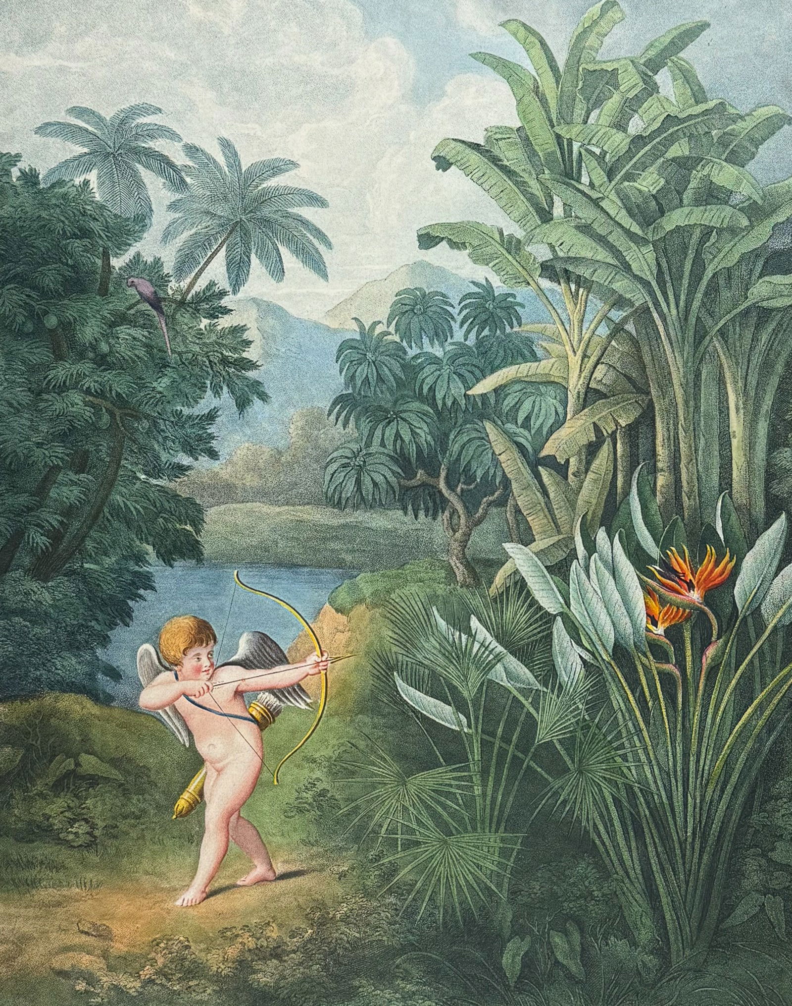 Thornton, Folio - Cupid inspiring plants with Love: This dramatic large folio botanical engraving is from Dr. Robert John Thornton?s work New Illustration of the Sexual System of Carolus Von Linnaeus...and the Temple of Flora, or Garden of Nature. This