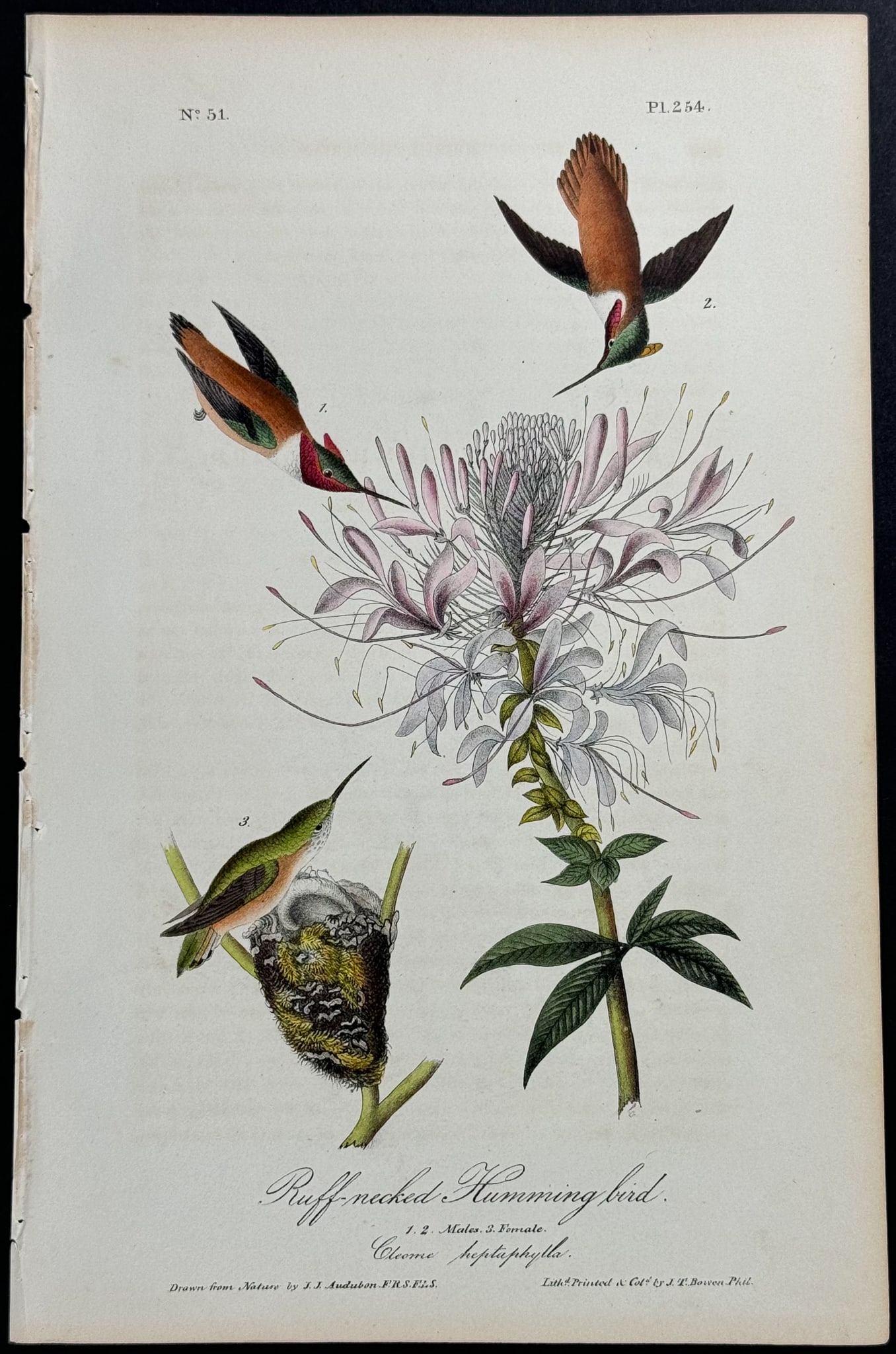 Audubon - Ruff-necked Humming bird. 254 (1 of 1)