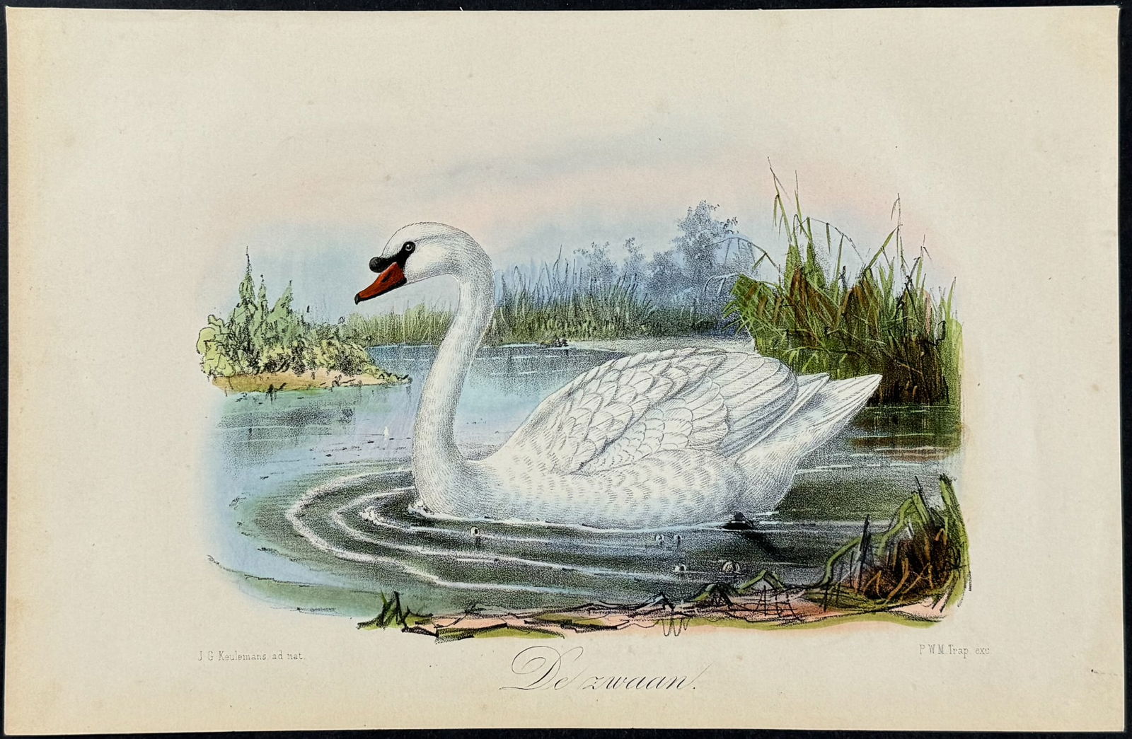 Keulemans - Swan (1 of 1)