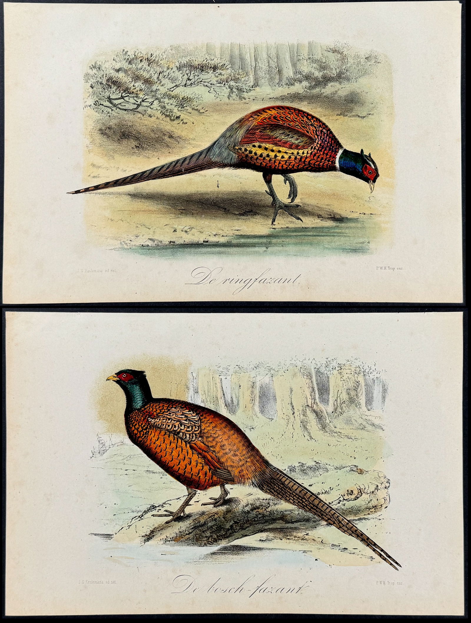 Keulemans - Pair of Pheasant Lithographs (1 of 3)