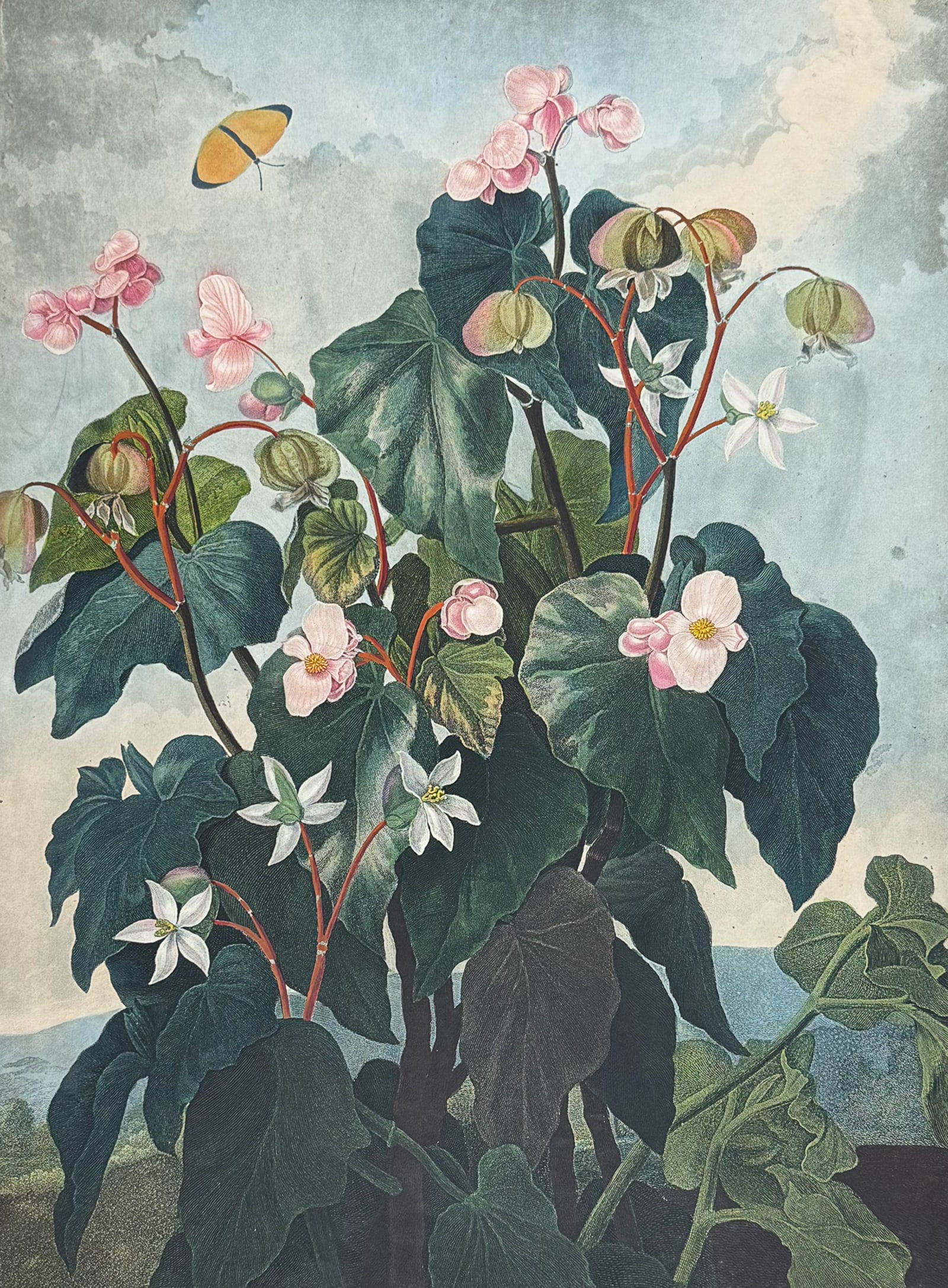 Thornton, Folio - The Oblique-leaved Begonia: This dramatic large folio botanical engraving is from Dr. Robert John Thornton?s work New Illustration of the Sexual System of Carolus Von Linnaeus...and the Temple of Flora, or Garden of Nature. This