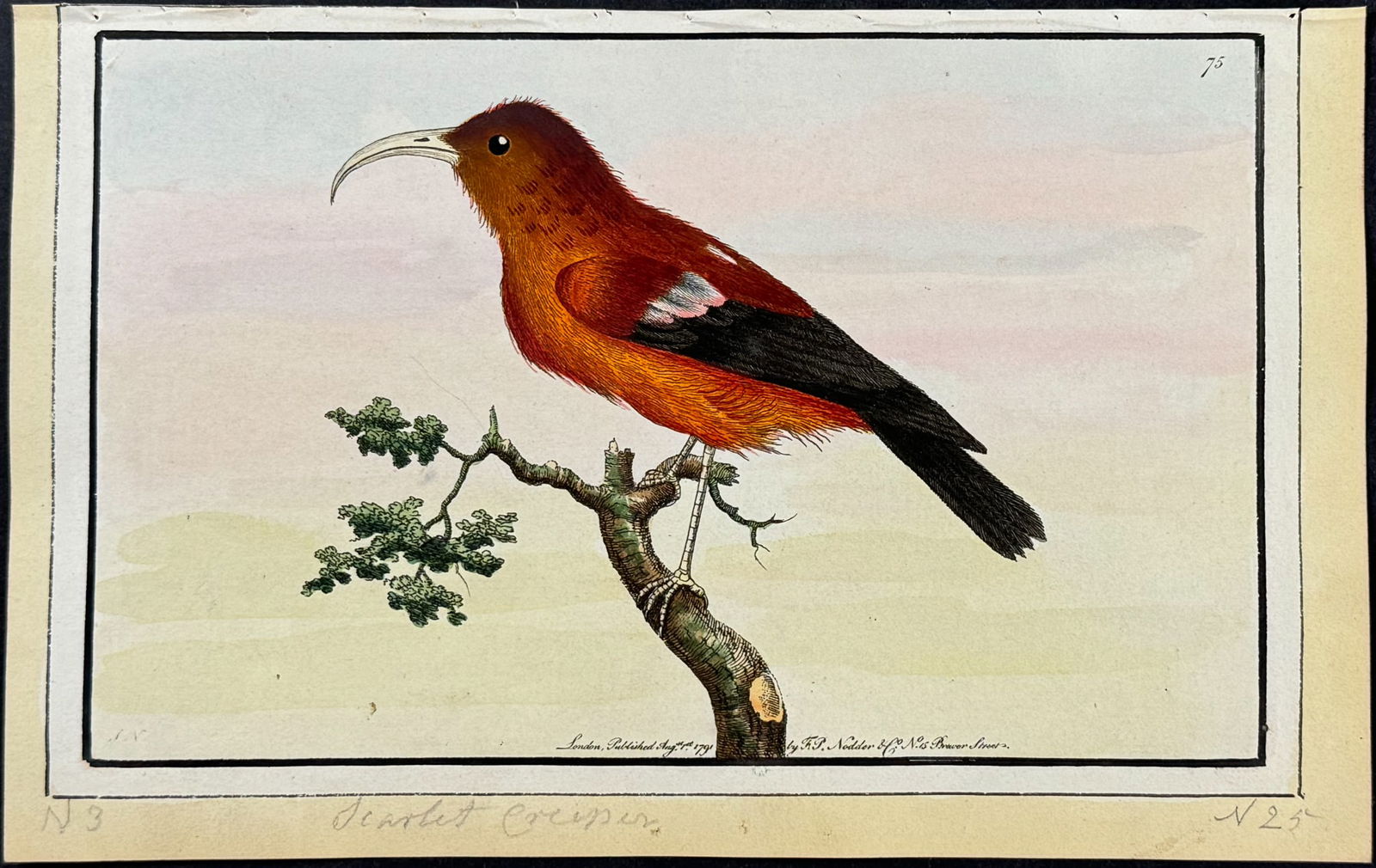 Nodder, Watercolor - Hawaiian Honeycreeper or Scarlet Creeper. 75 (1 of 1)