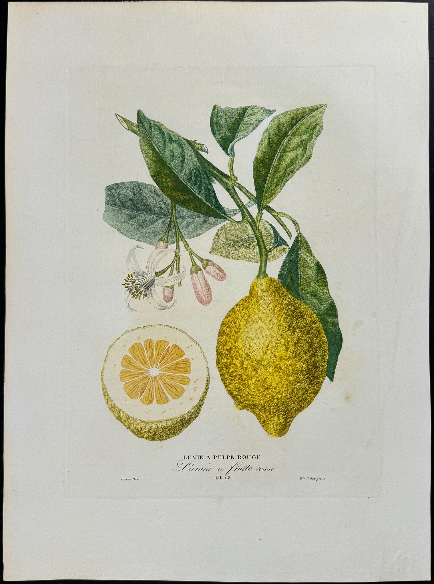 Risso - Citrus Fruit (1 of 1)